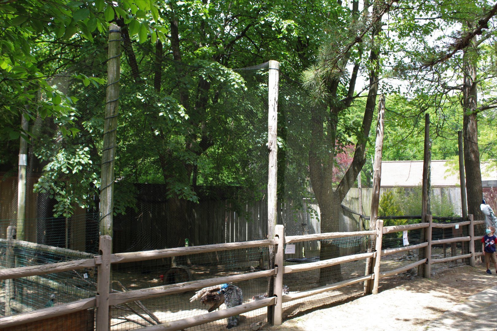 Indian Peafowl Aviary