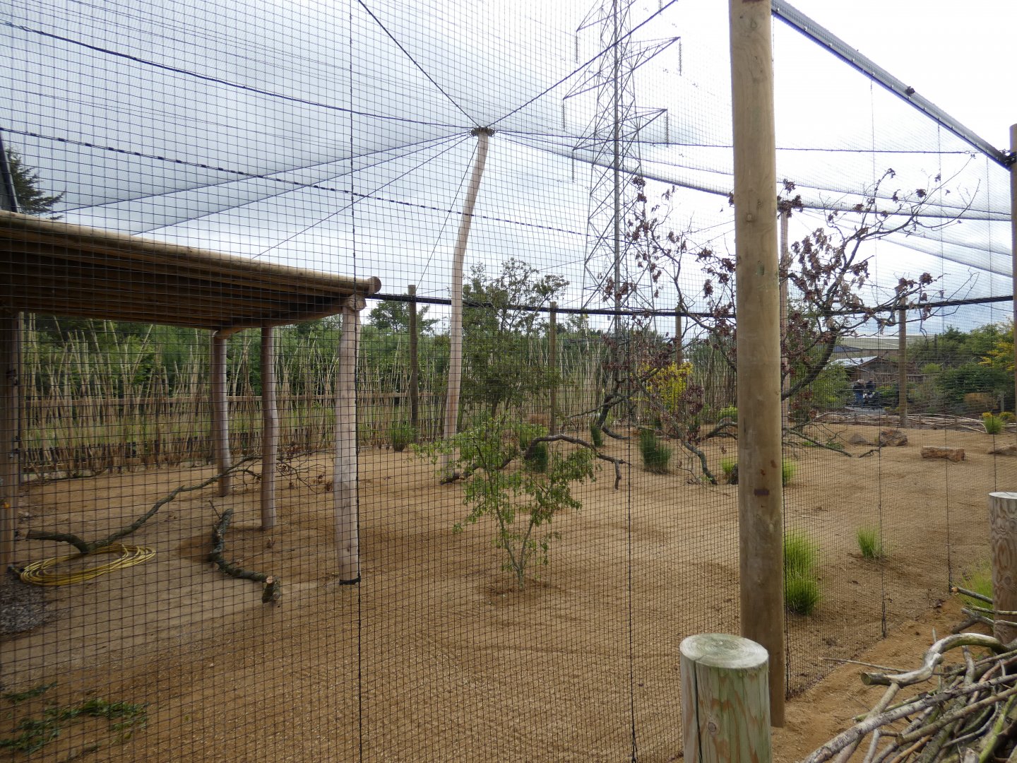 Indian peafowl aviary