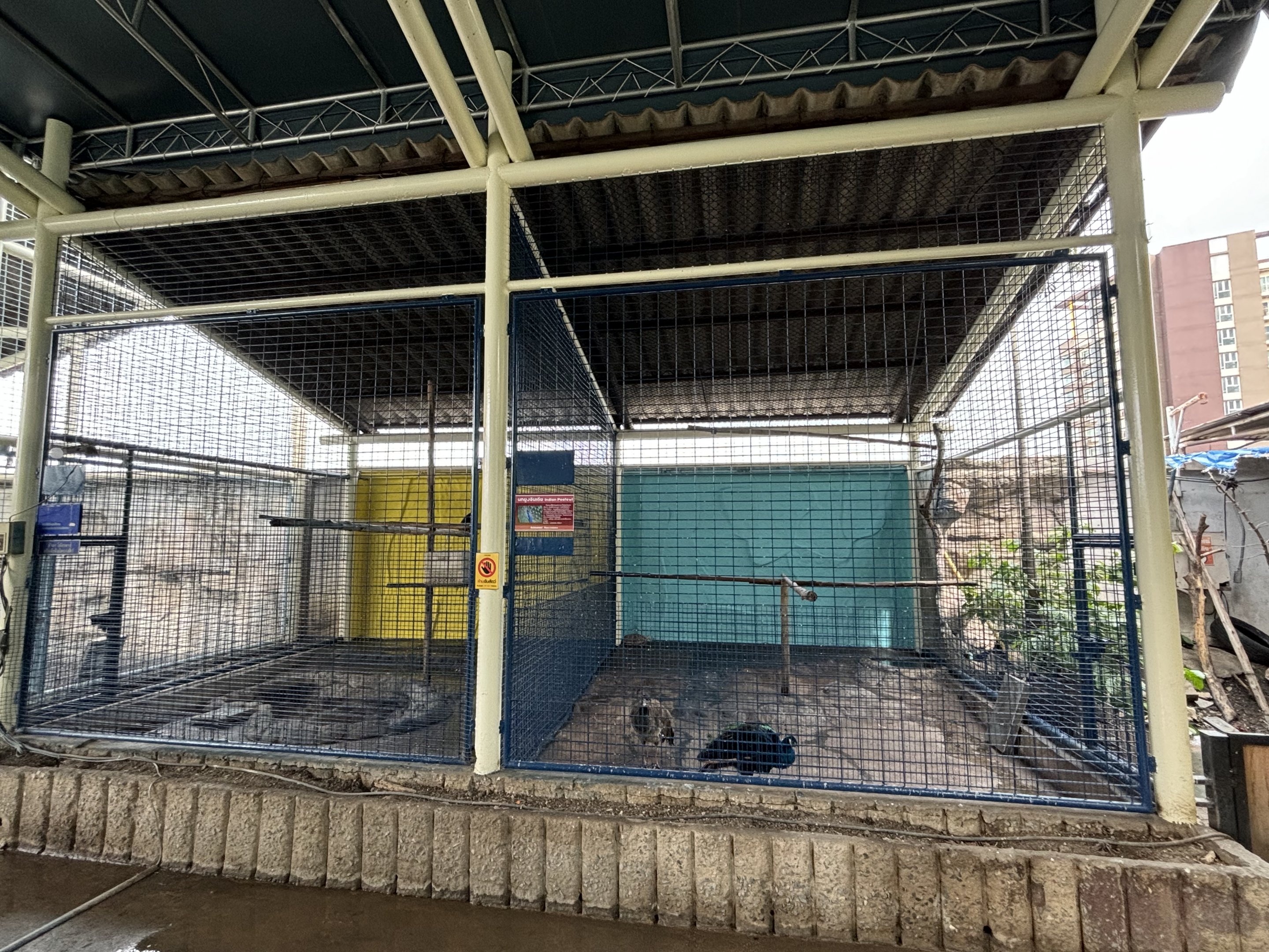 Indian Peafowl Aviary