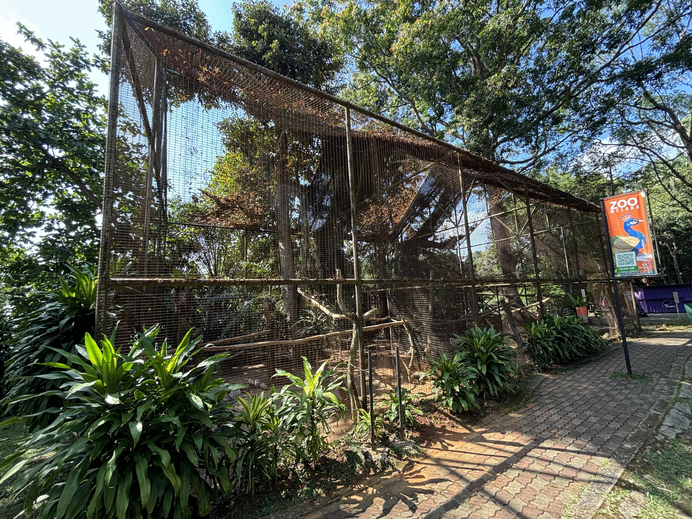 Indian Peafowl Aviary