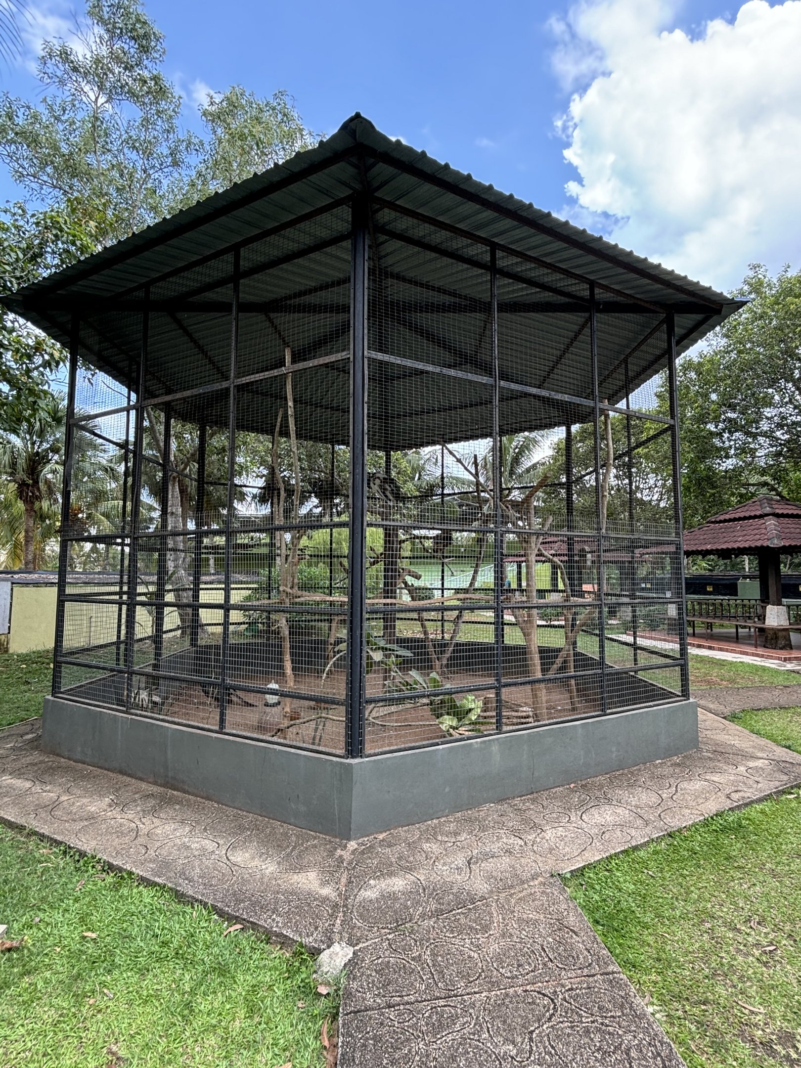 Indian Peafowl Aviary
