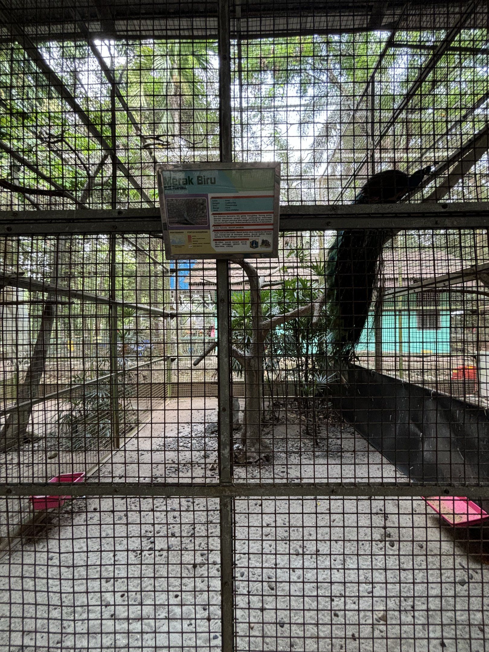 Indian Peafowl Aviary