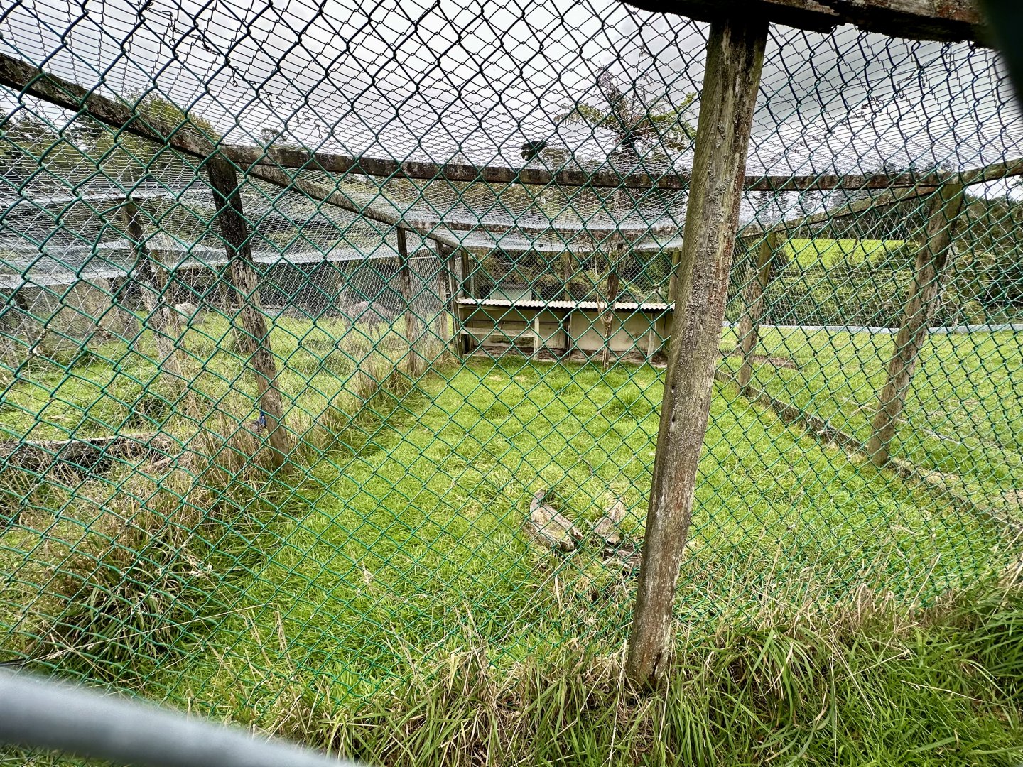 Indian Peafowl Aviary