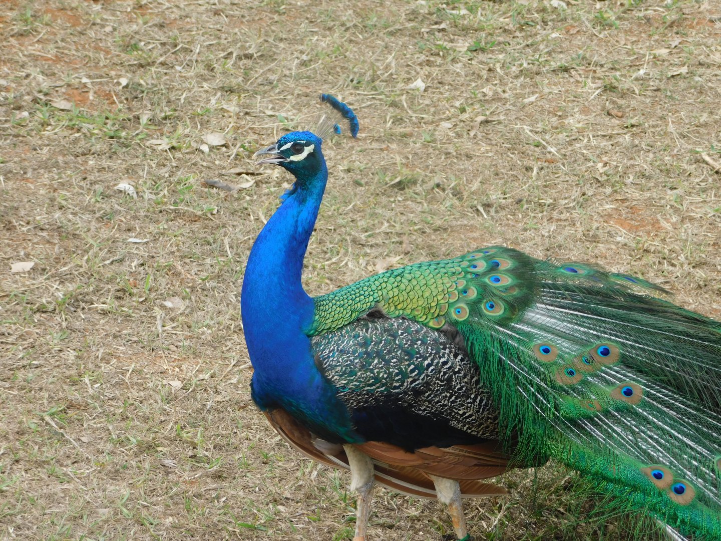 Indian-peafowl - Brasilia zoo