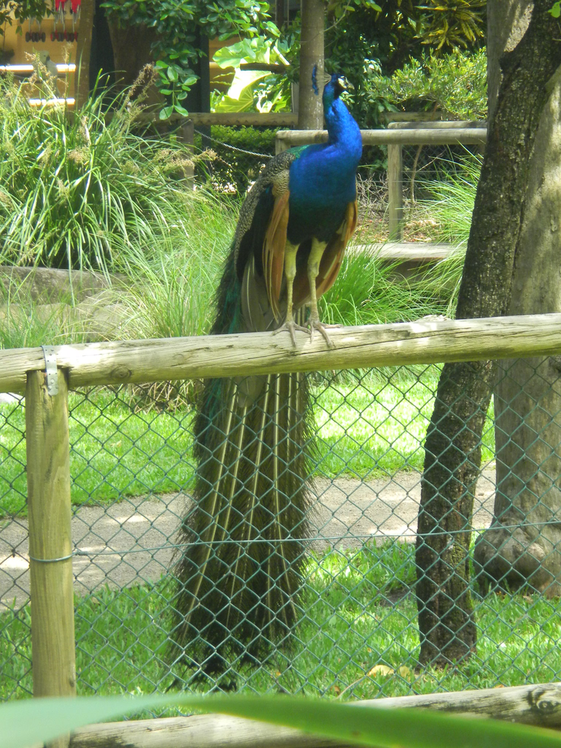 Indian Peafowl - Cairns Tropical Zoo 2011
