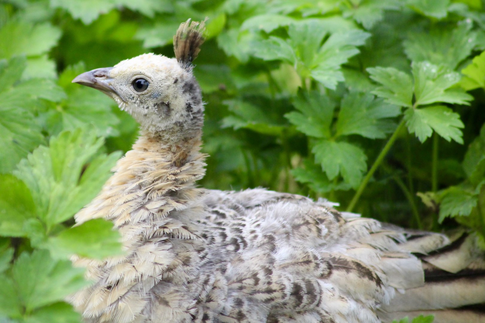 Indian peafowl chick (Pavo cristatus) at Belfast Zoo - 04/09/2021