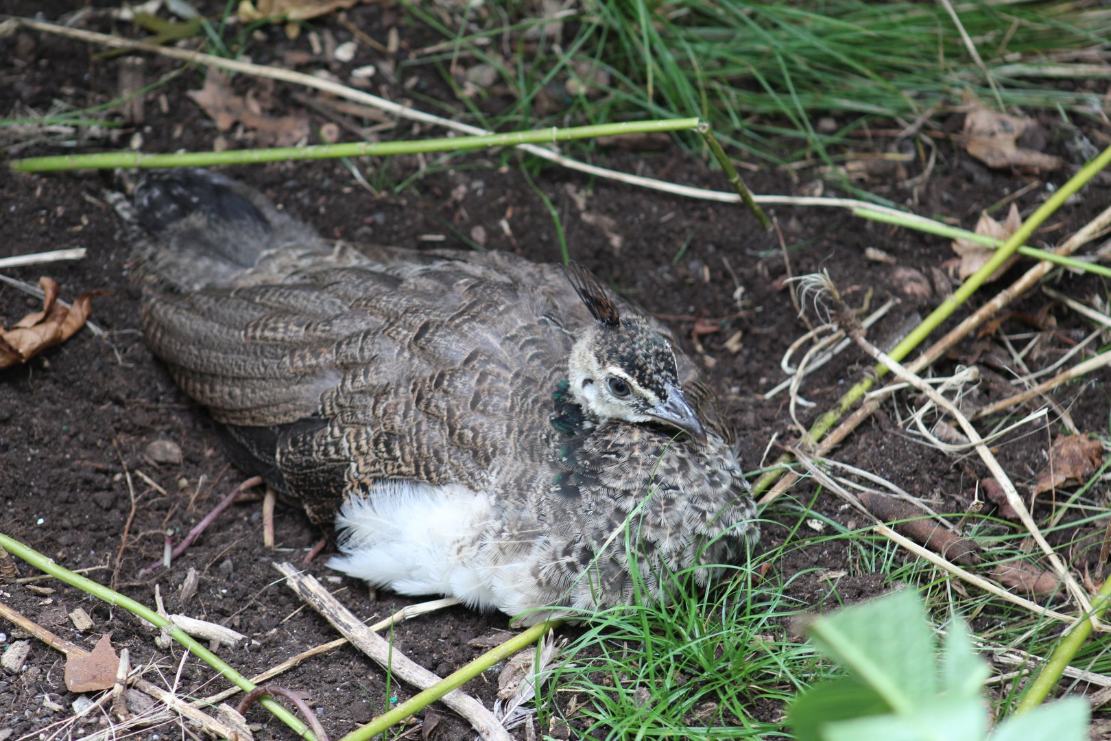 Indian Peafowl Chick