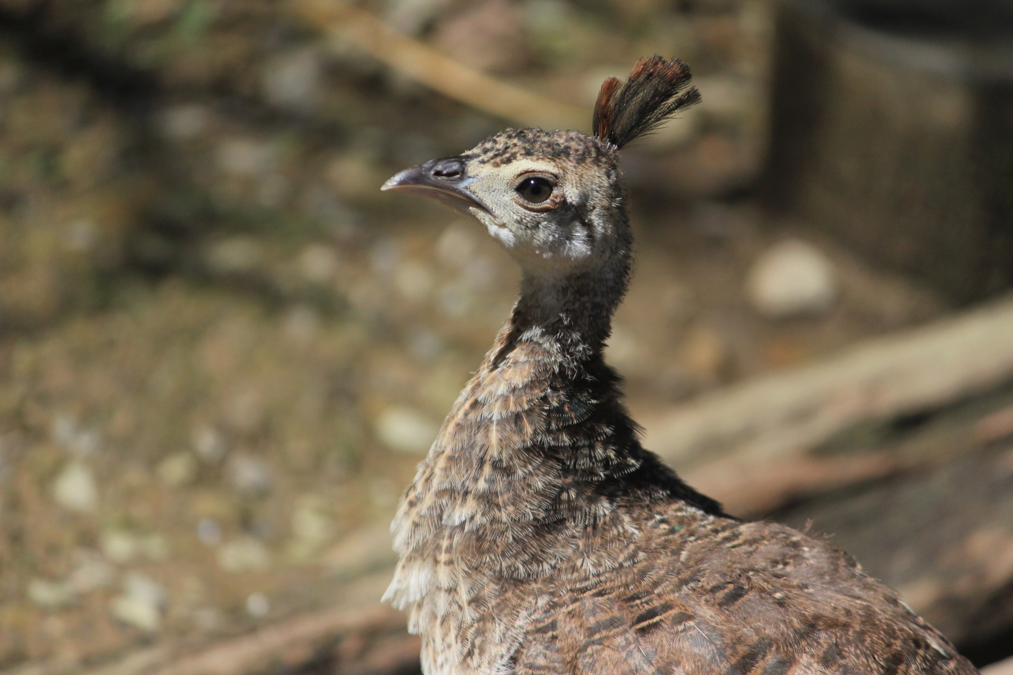Indian Peafowl chick