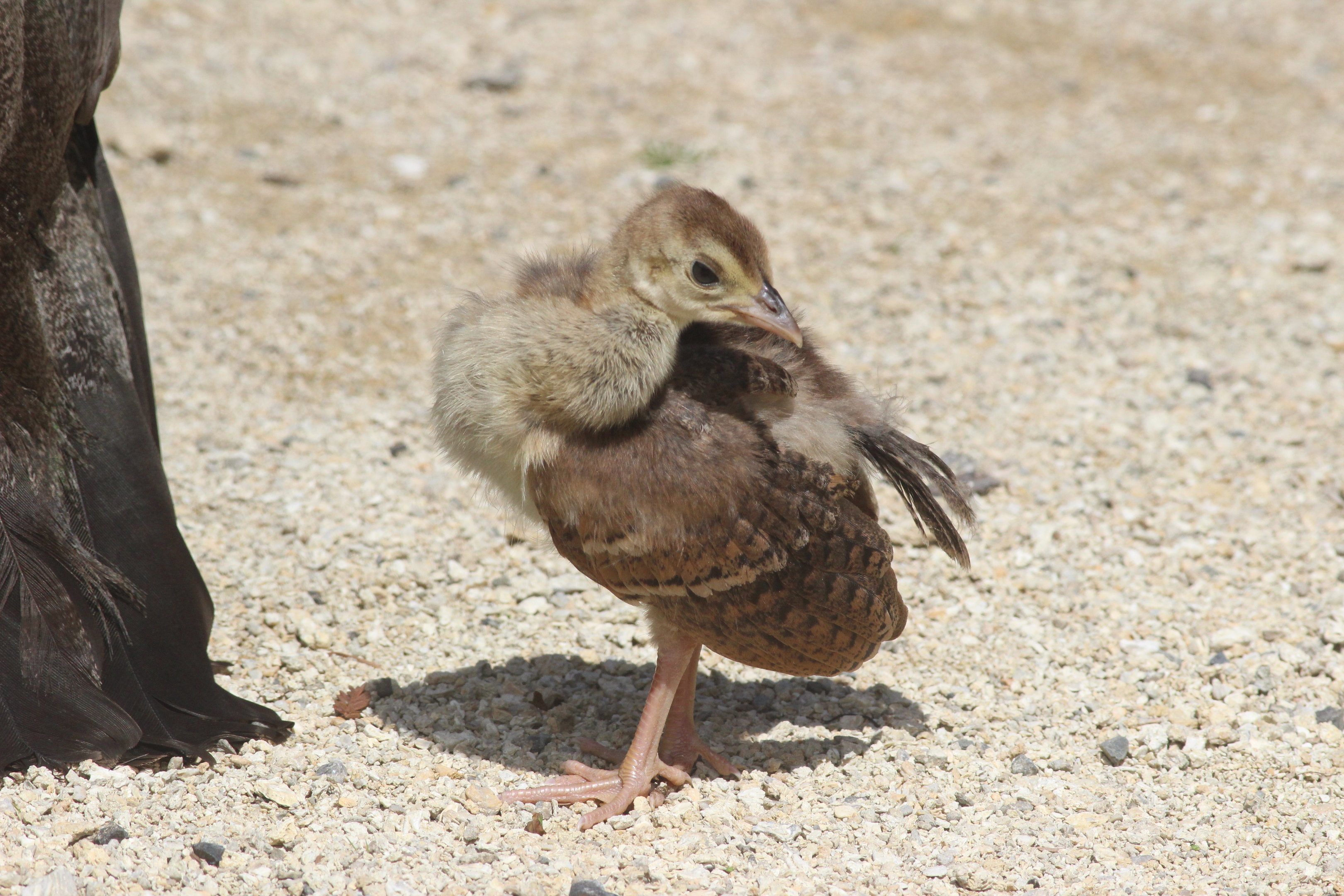 Indian Peafowl chick