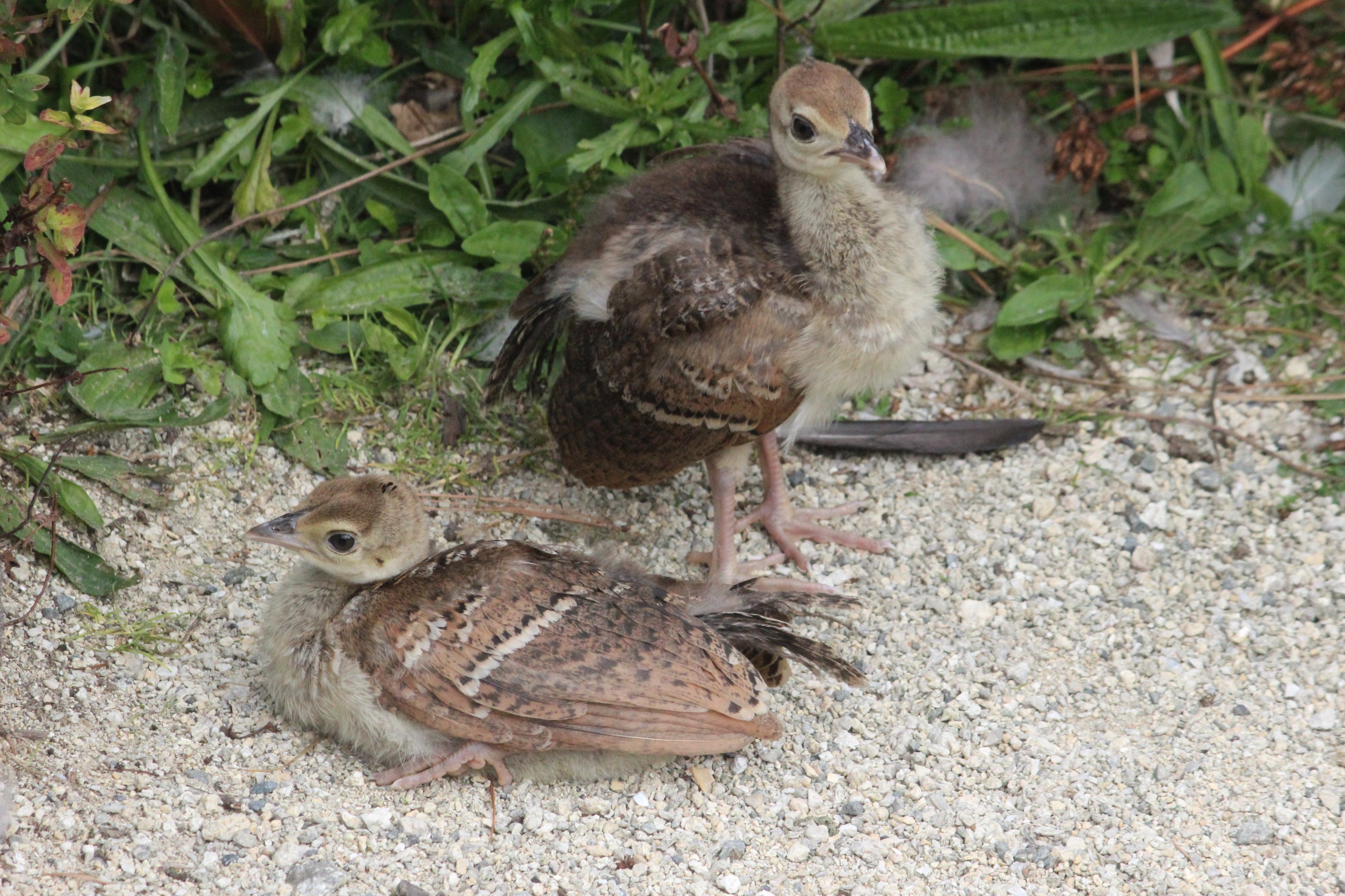 Indian Peafowl chicks