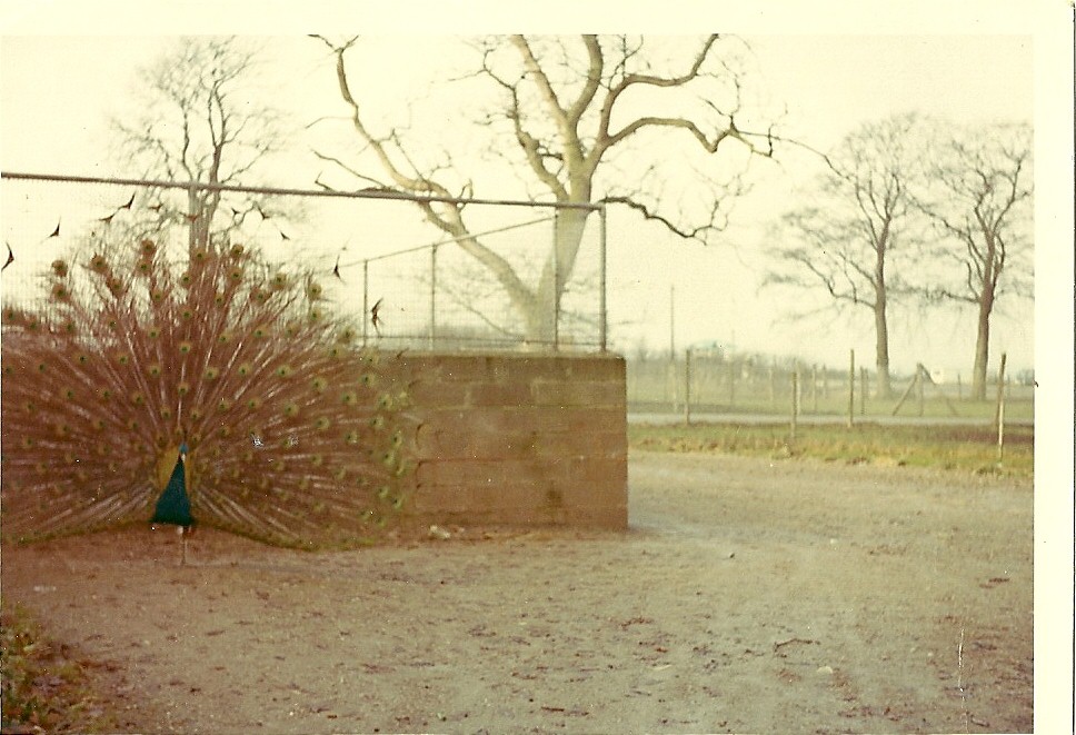 Indian Peafowl circa 1964