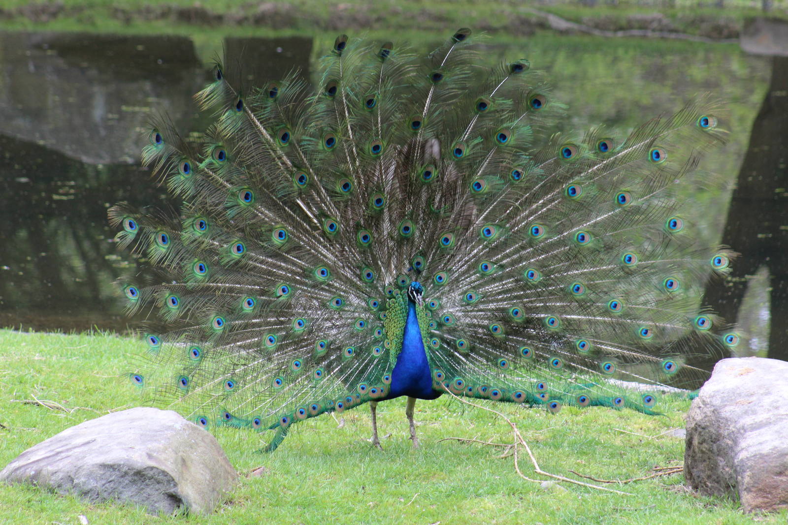 Indian Peafowl Displaying