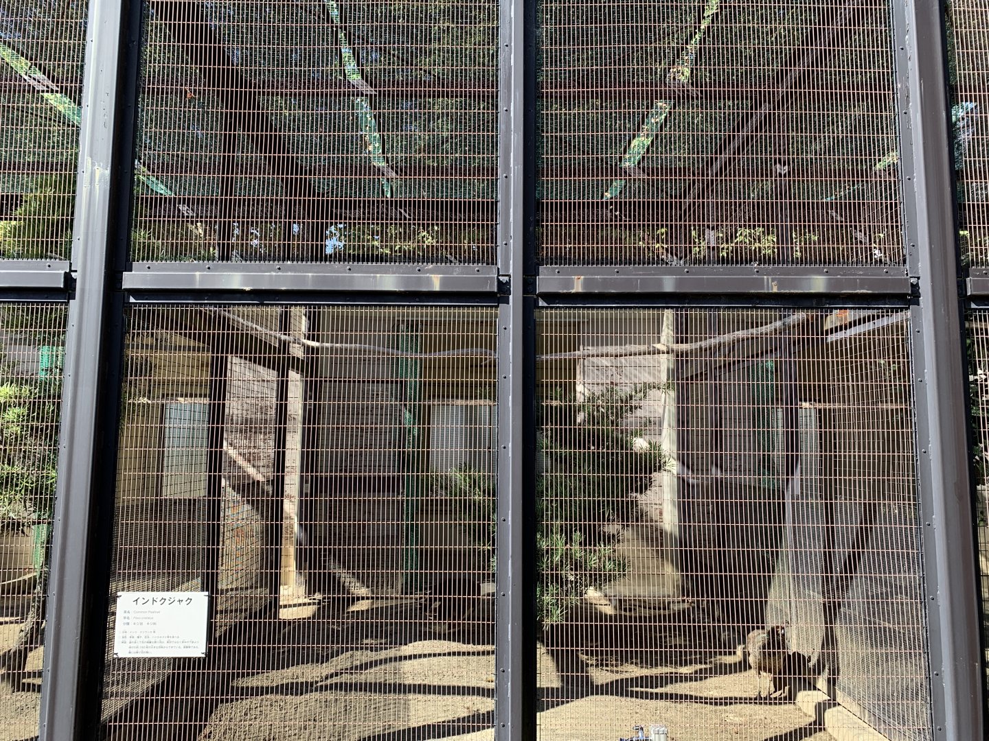 Indian Peafowl Enclosure (Himeji City Zoo)