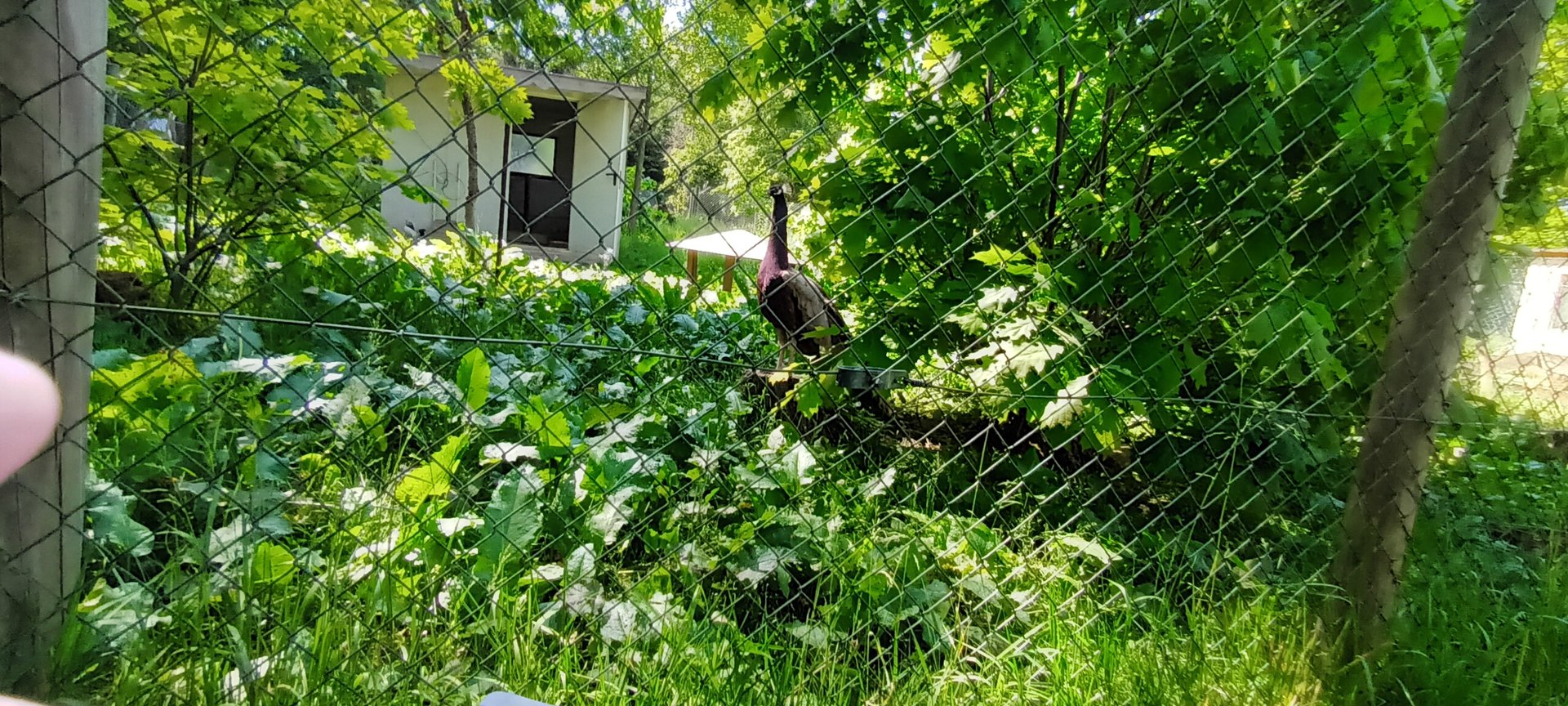 Indian Peafowl Enclosure