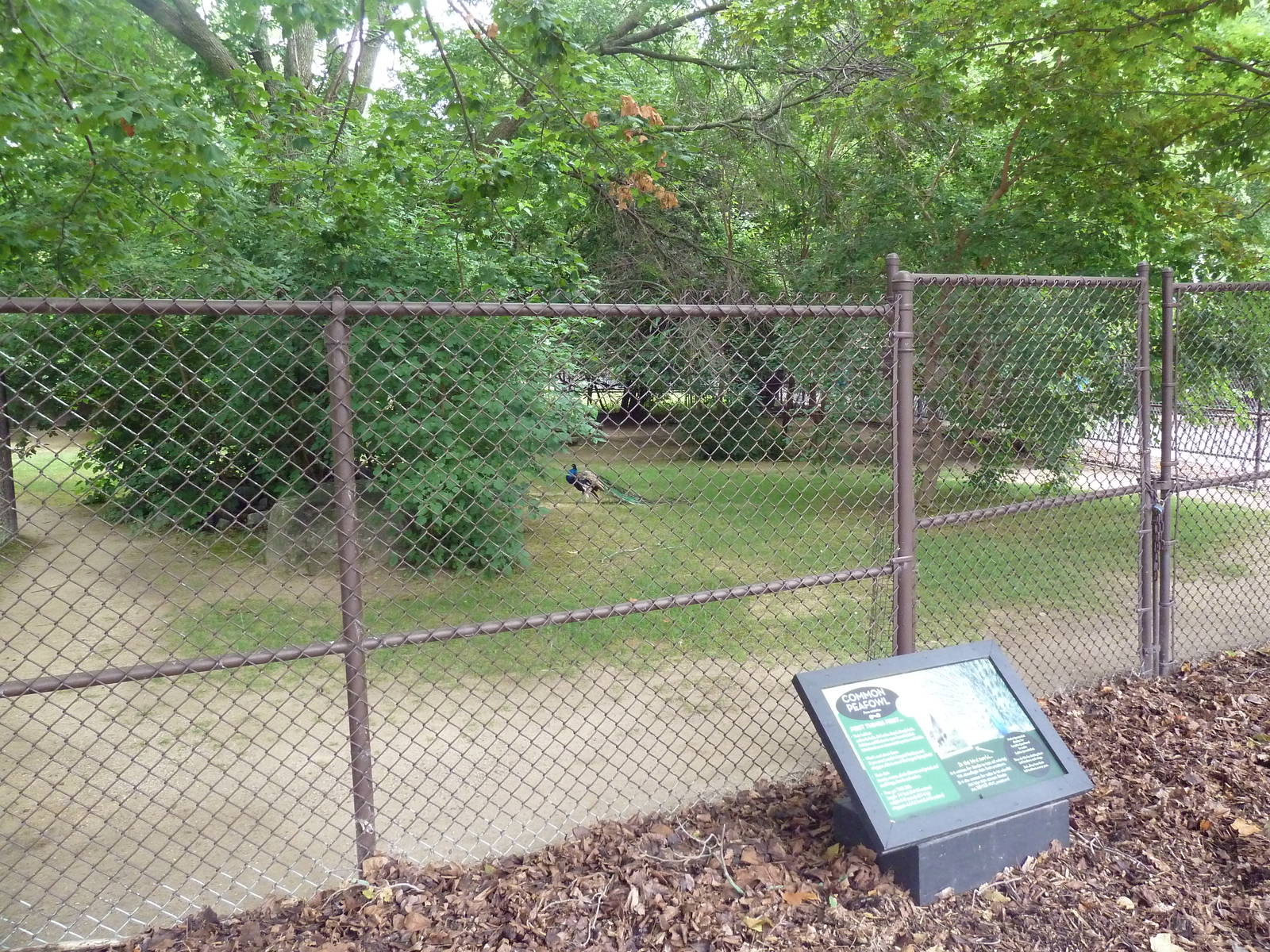 Indian Peafowl Exhibit