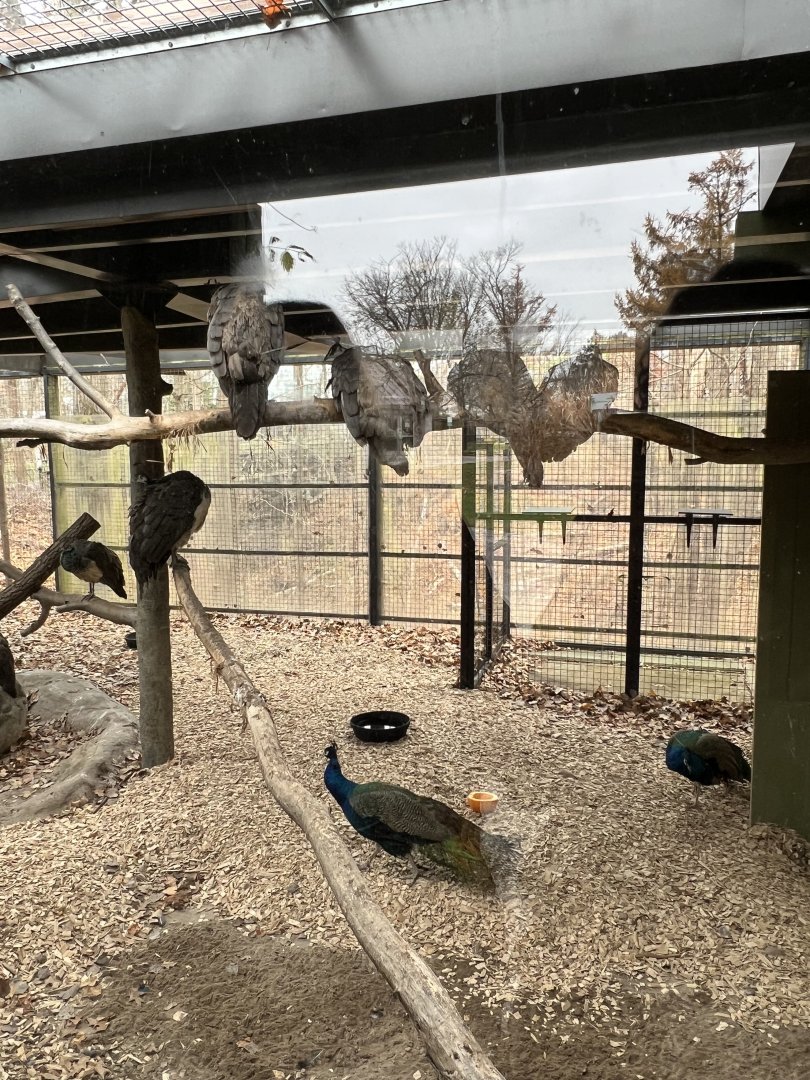 Indian Peafowl Exhibit