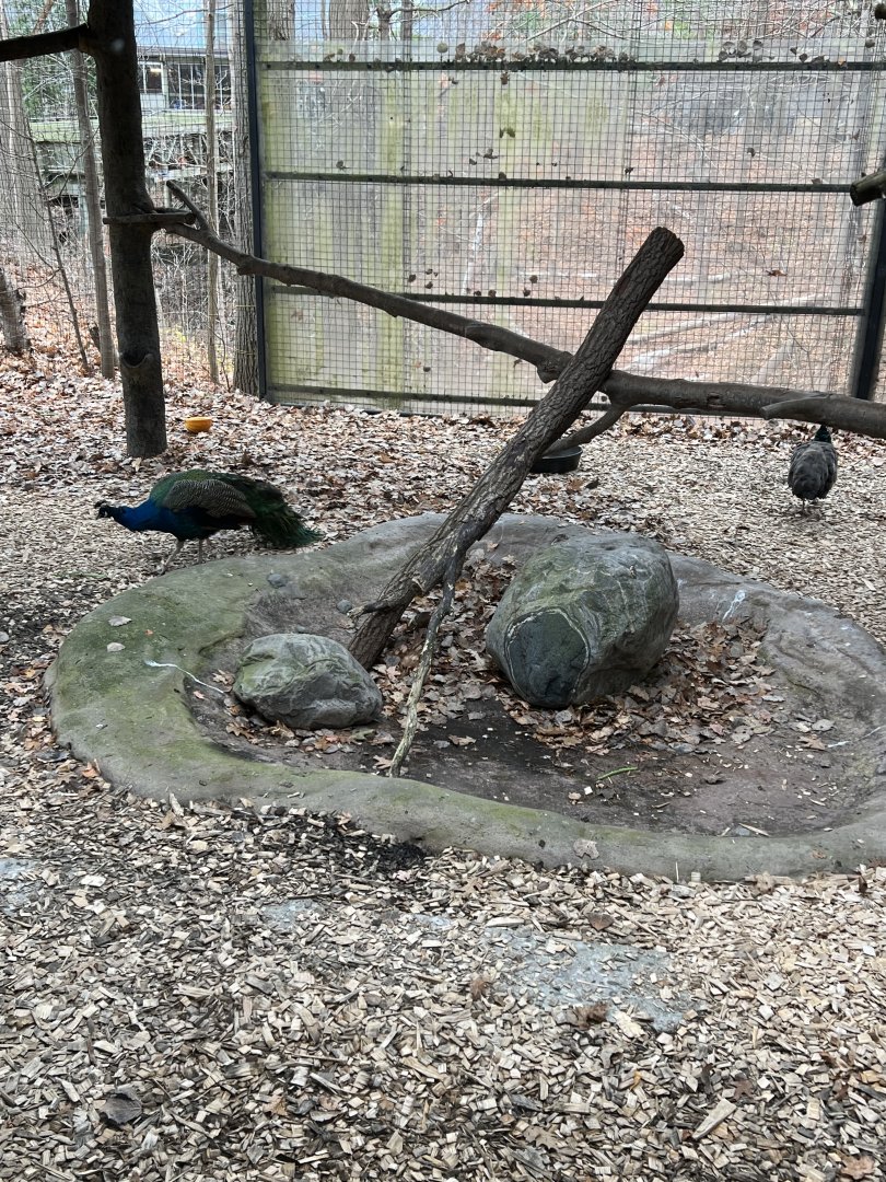 Indian Peafowl Exhibit