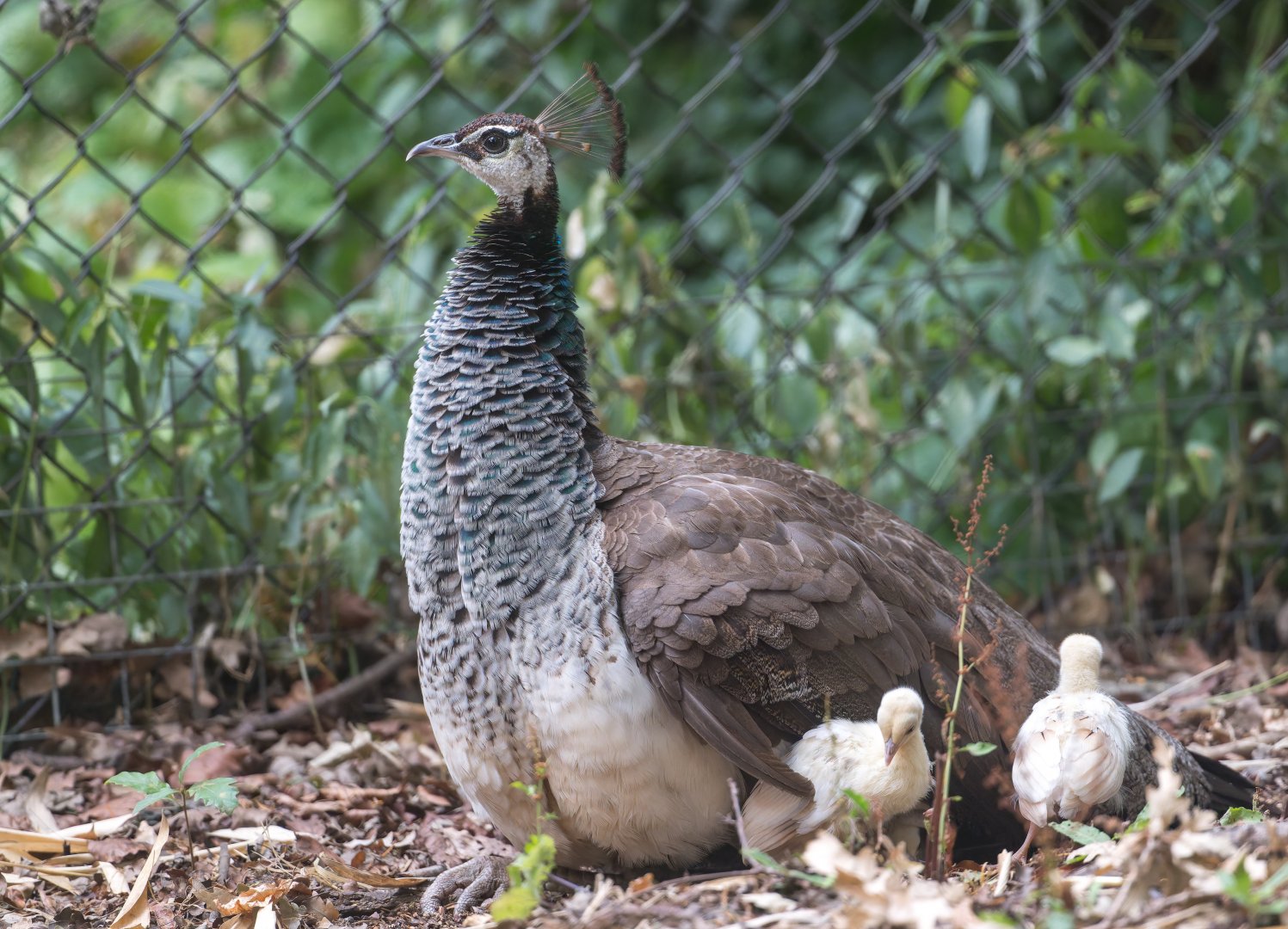 Indian peafowl (f) and chicks, CWP UK