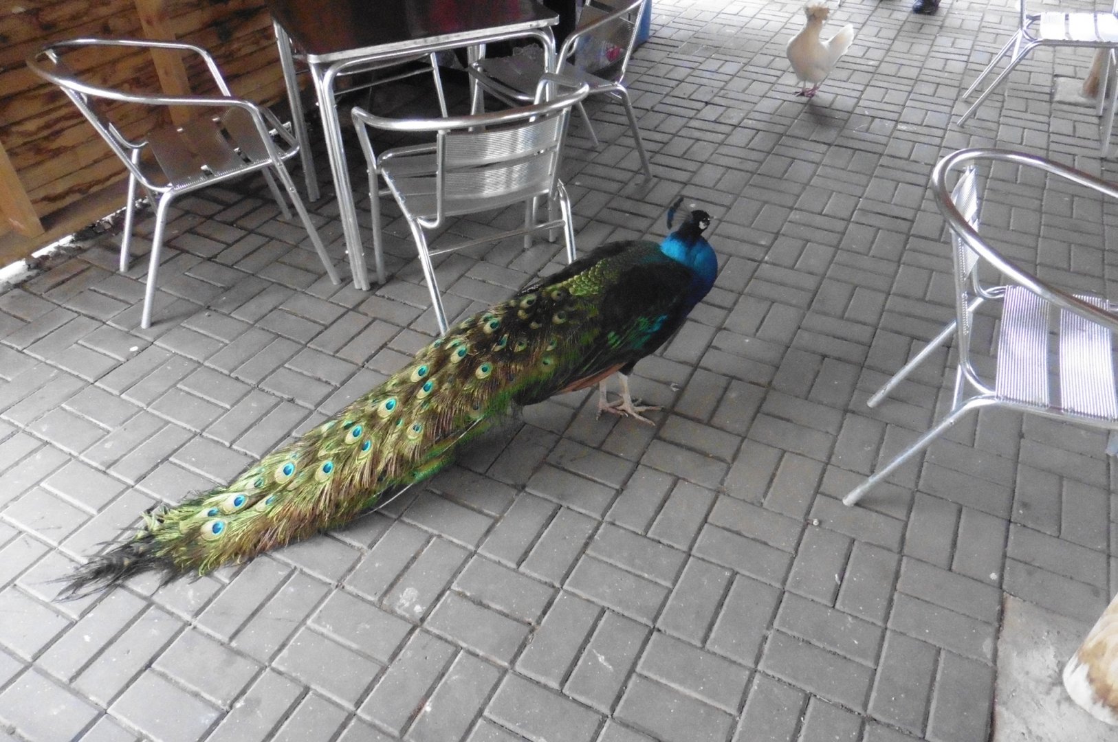 Indian Peafowl (free roaming)