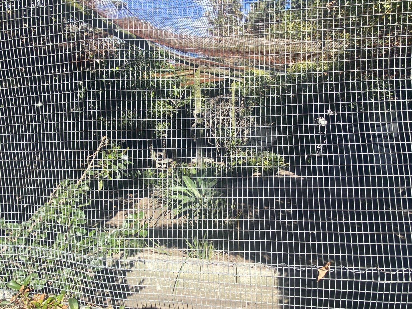 Indian Peafowl/ Green Junglefowl Exhibit