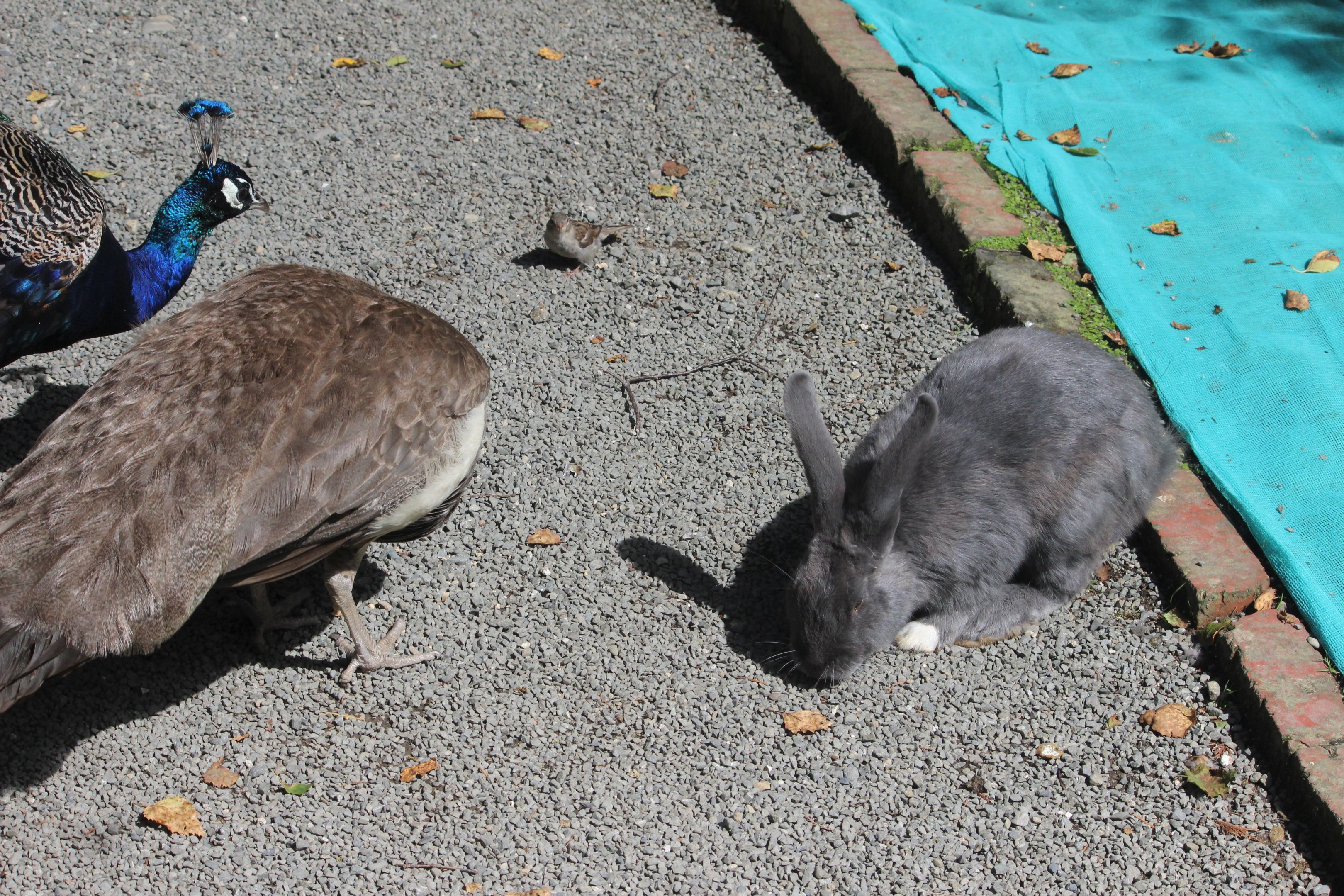Indian Peafowl, House Sparrow, and Domestic Rabbit
