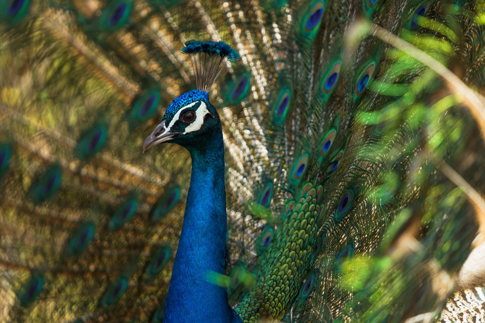 Indian Peafowl - Izu Shaboten Zoo