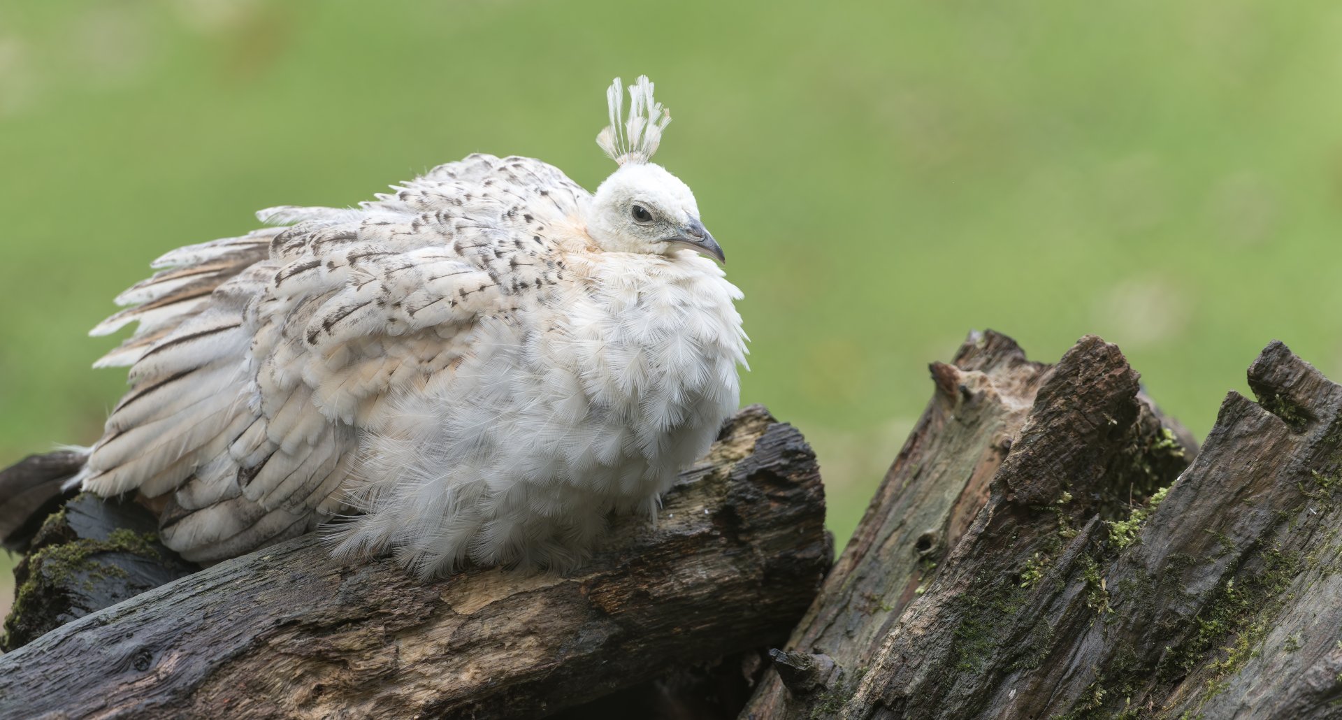 Indian Peafowl juvenile, CWP, UK