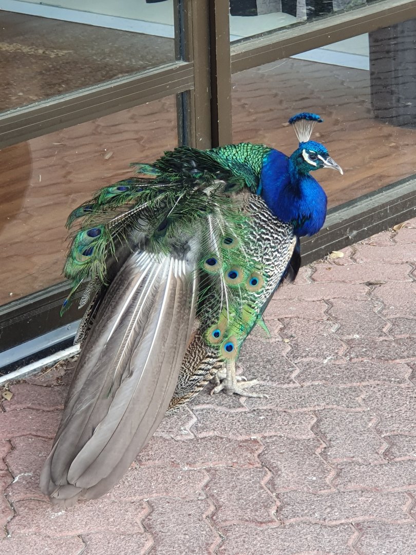Indian Peafowl, Lindale Village