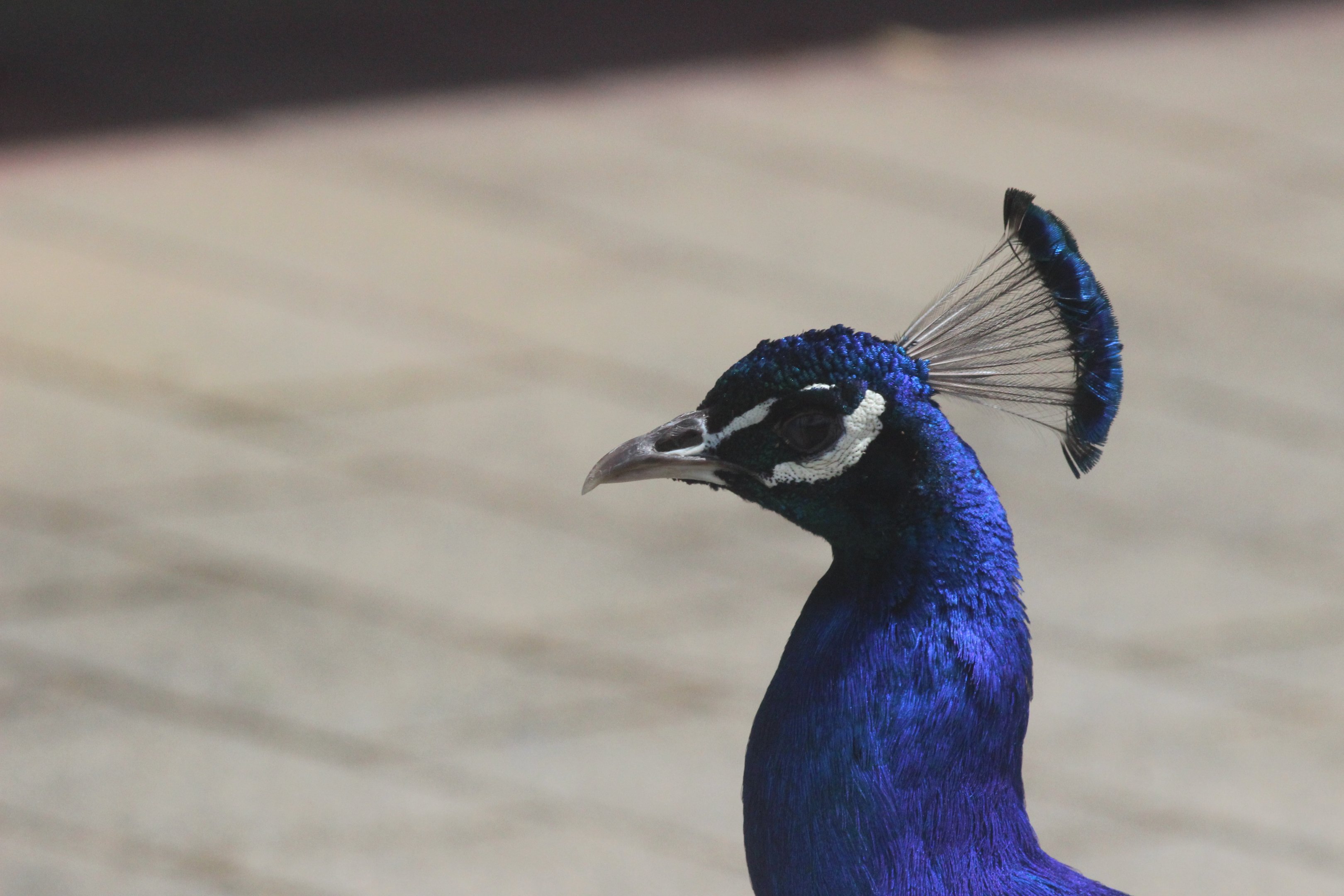 Indian Peafowl, Lindale Village
