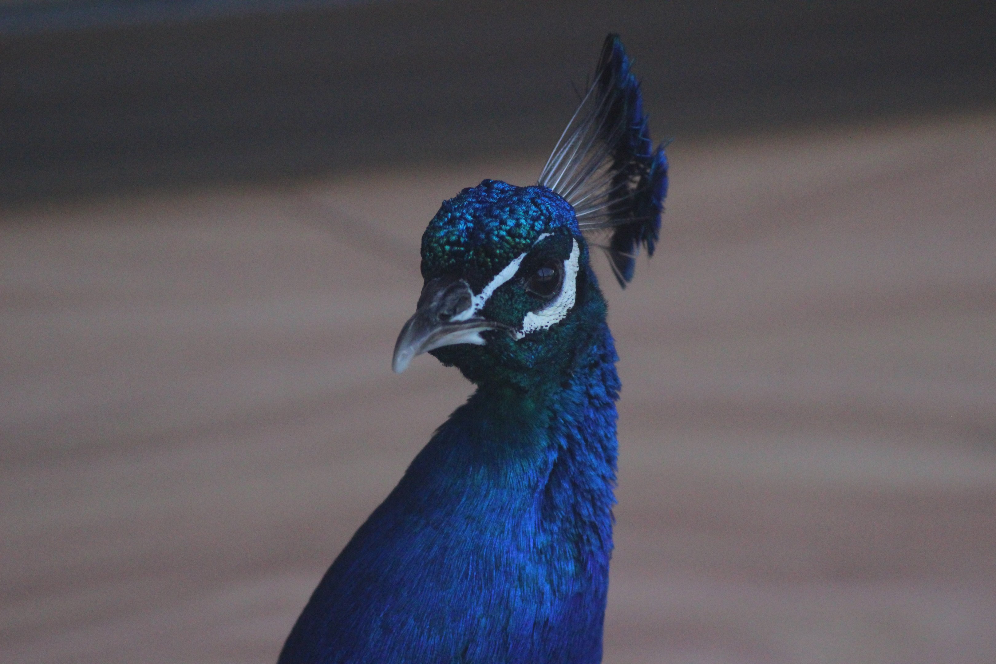 Indian Peafowl, Lindale Village