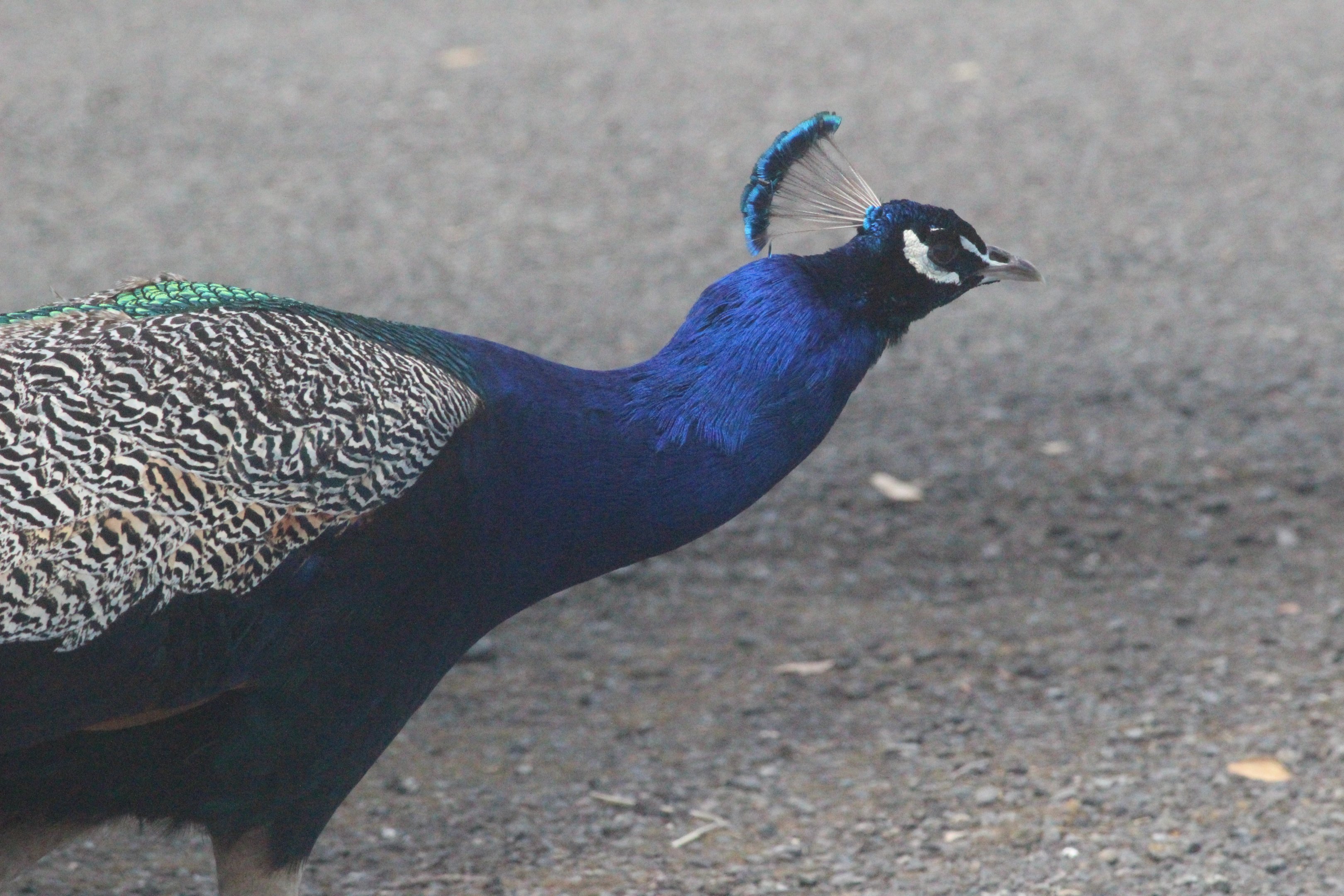 Indian Peafowl, Lindale Village