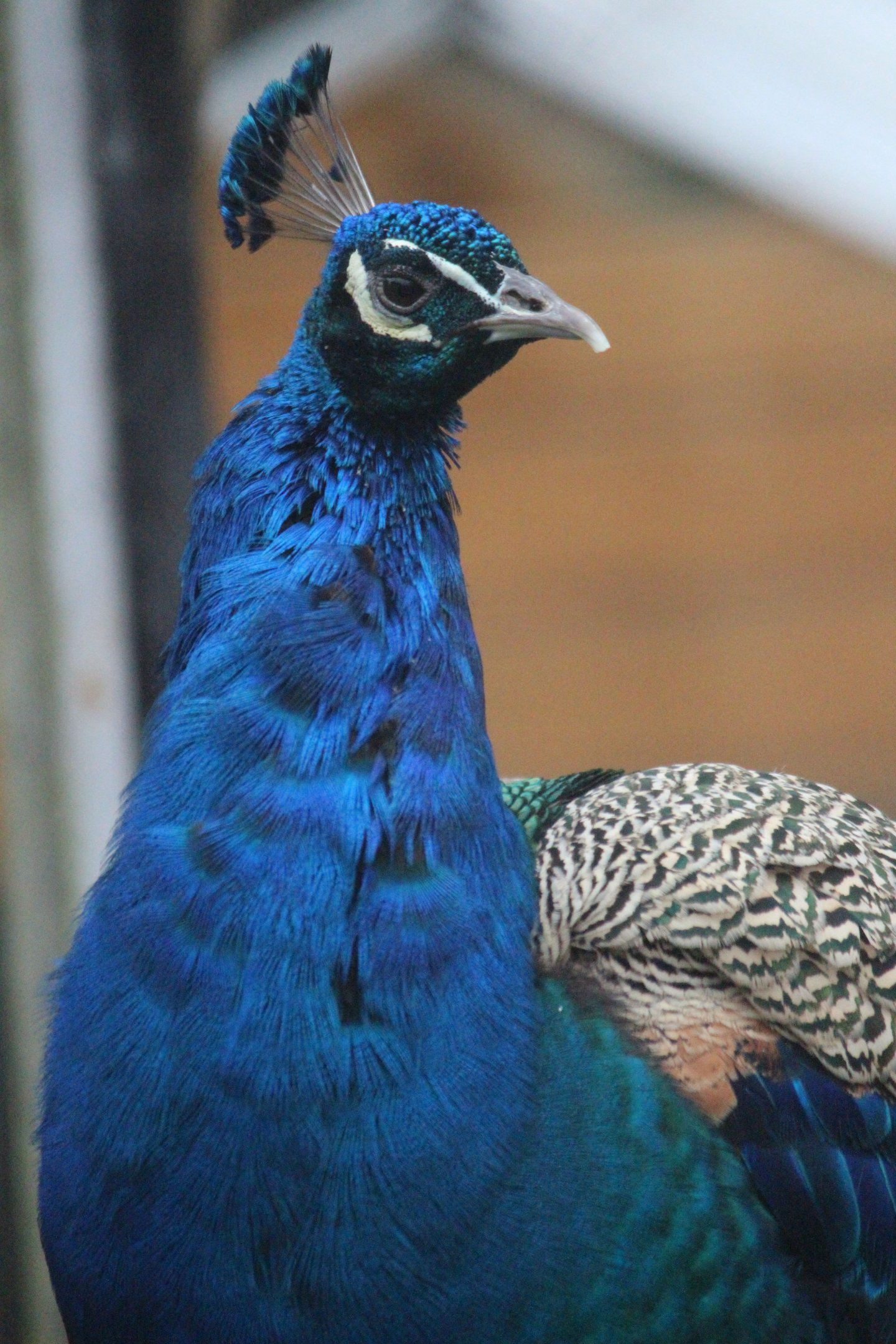 Indian Peafowl male, Queen Elizabeth Park Aviary (Masterton)