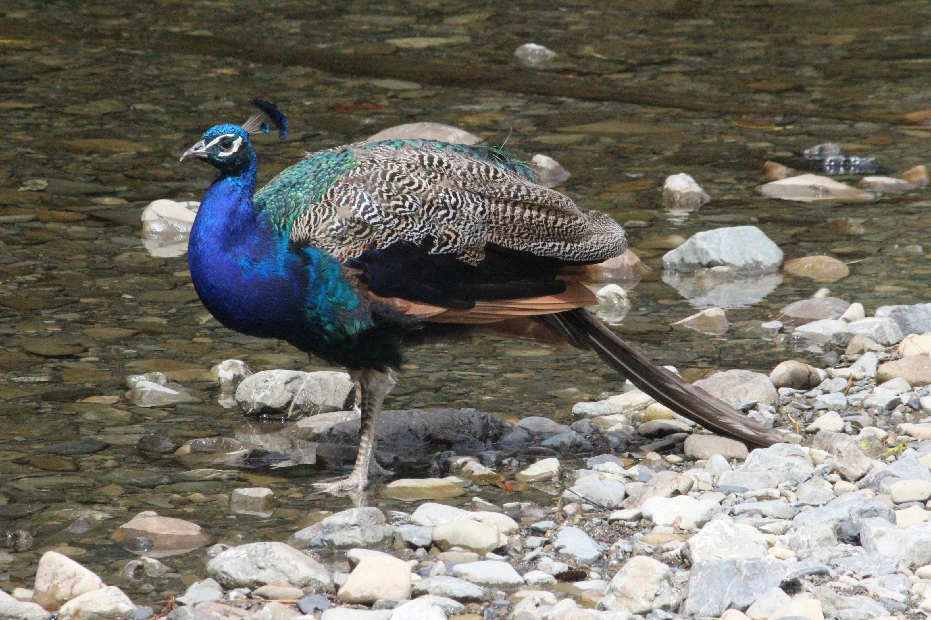Indian Peafowl male