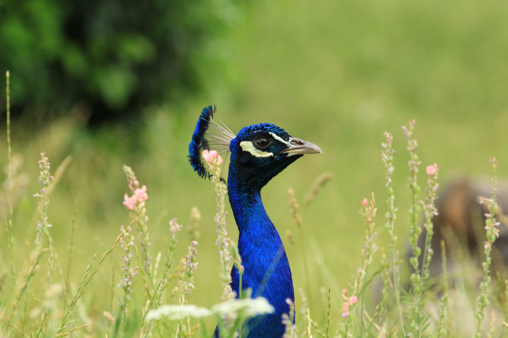 Indian peafowl (May 2018)