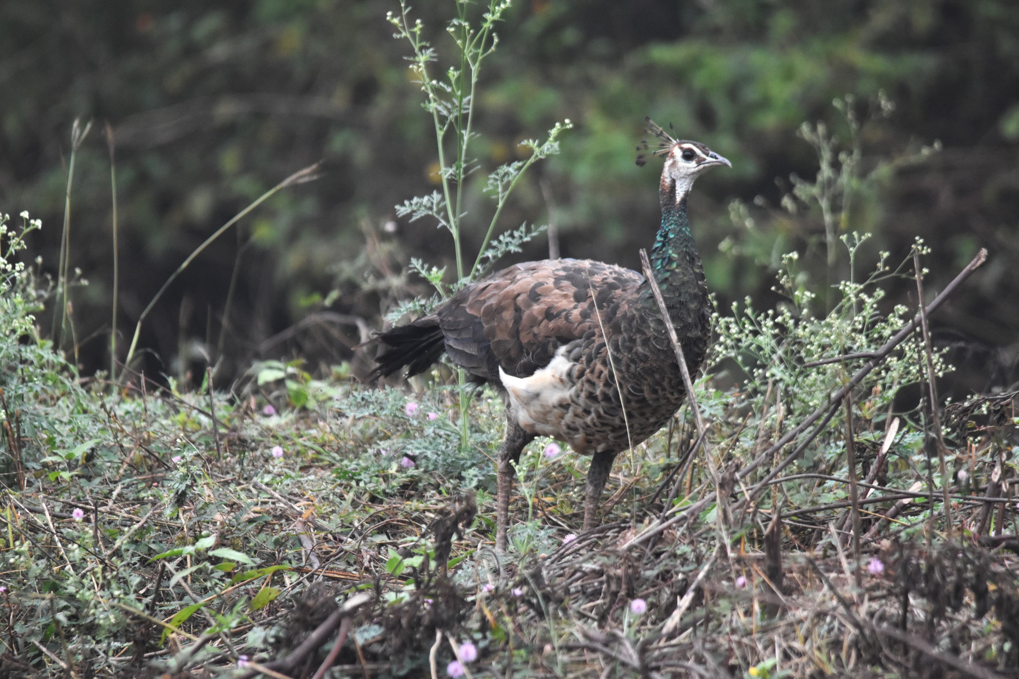 Indian Peafowl, Nagarahole Tiger Reserve, 19th November 2024