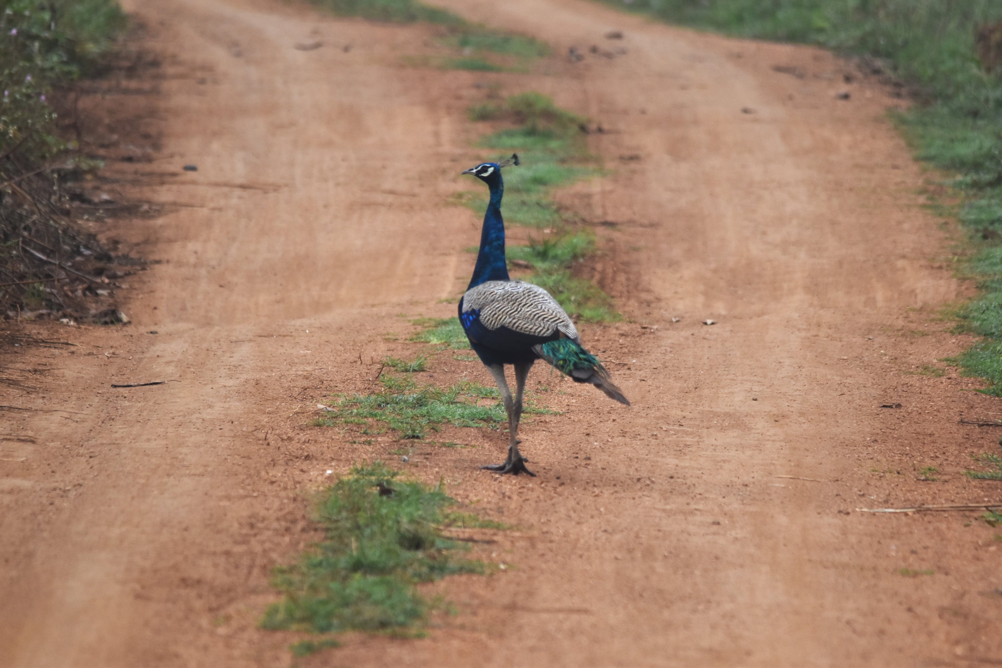 Indian Peafowl, Nagarahole Tiger Reserve, 19th November 2024
