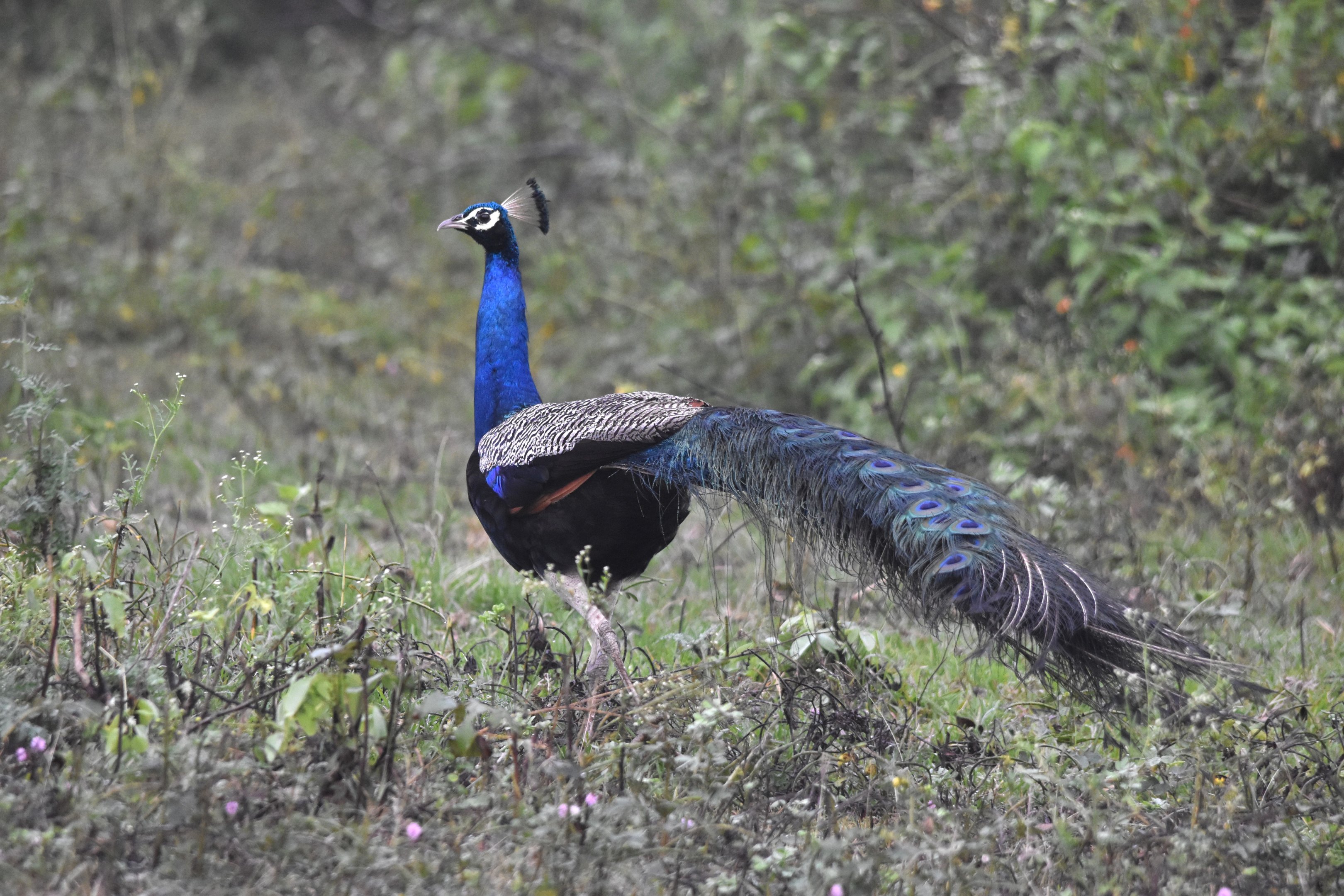 Indian Peafowl, Nagarahole Tiger Reserve, 25th November 2024