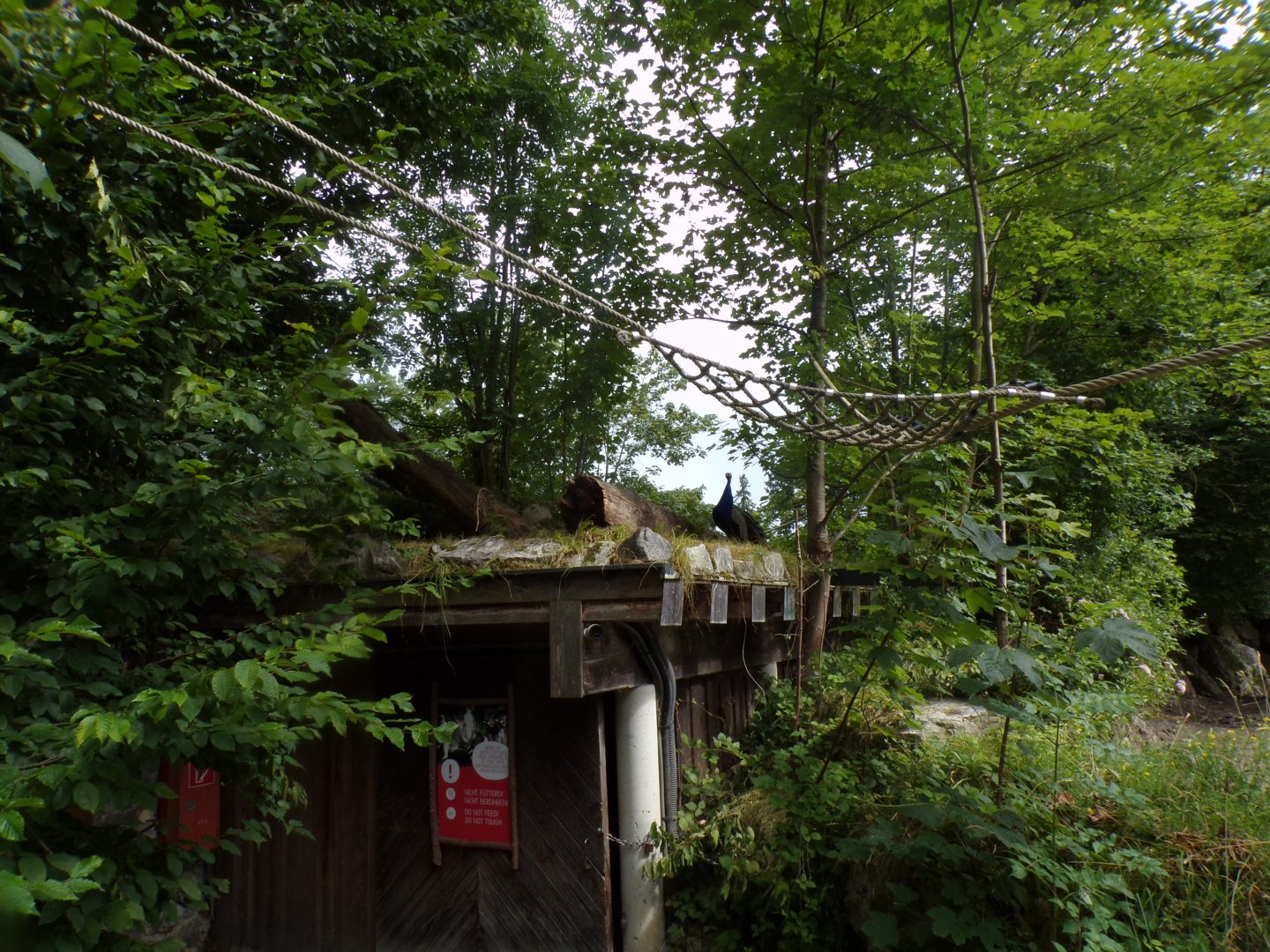 Indian peafowl on the roof of rhino house 13.7.25