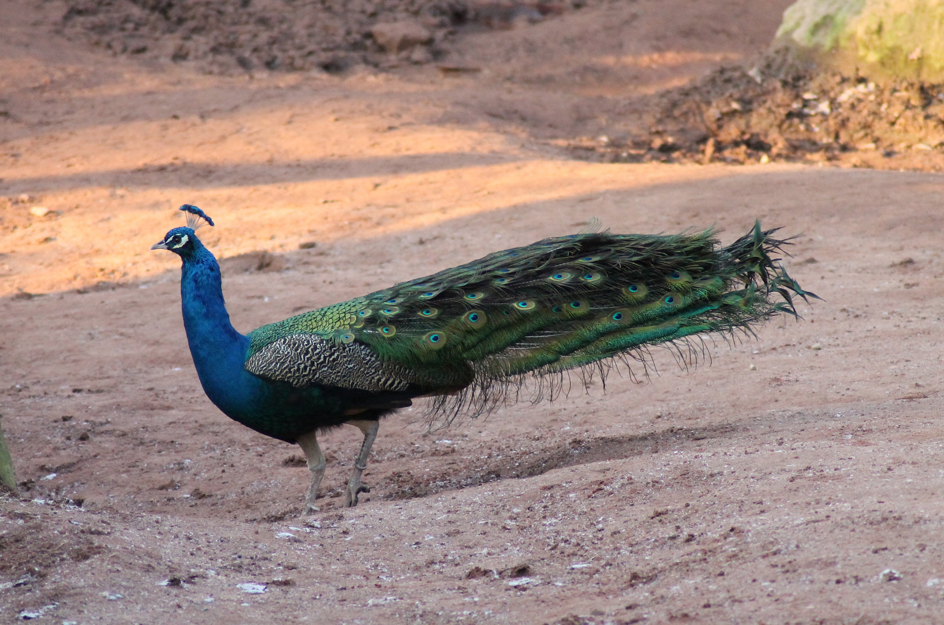 Indian peafowl (Pavo cristatus) - "Afrika Sambesi"