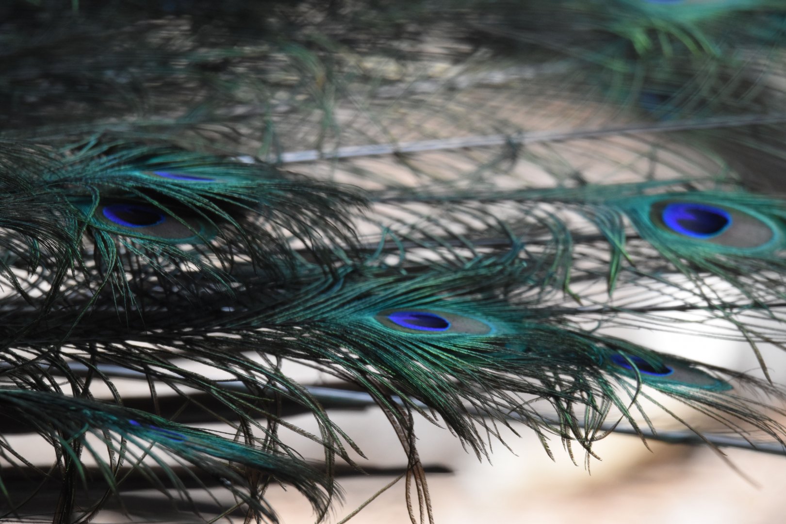 Indian peafowl (Pavo cristatus) - Bioparc de Genève