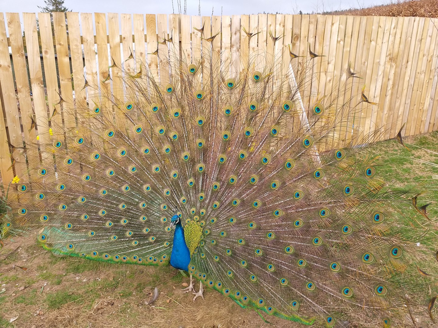 Indian peafowl (Pavo cristatus) displaying