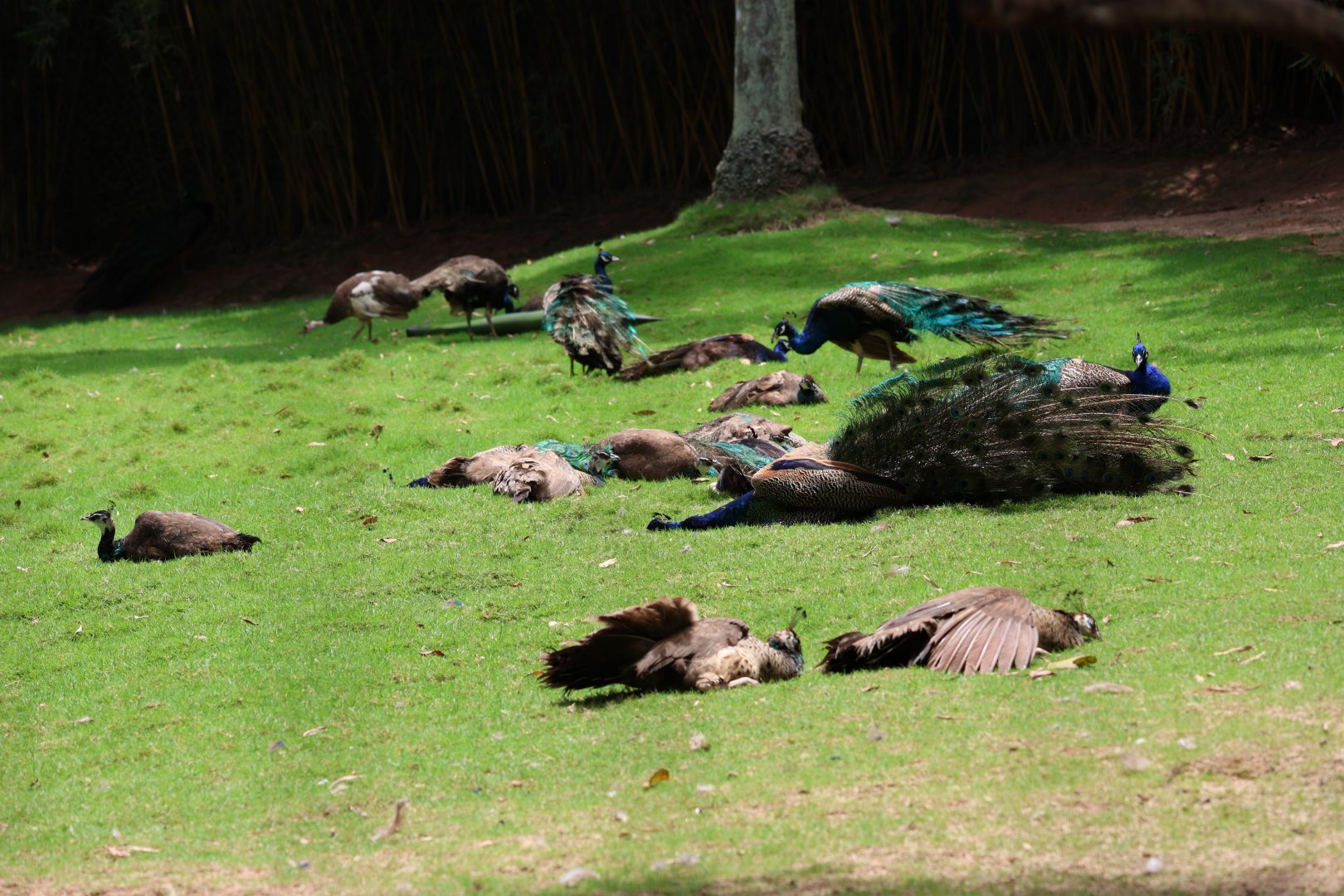Indian peafowl (Pavo cristatus) field