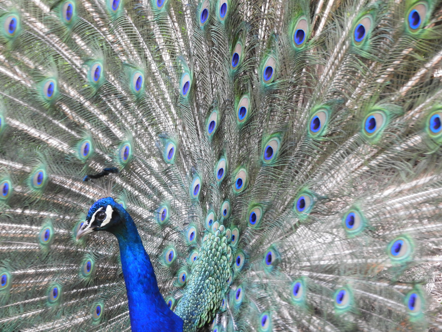 Indian Peafowl (Pavo cristatus) male displaying