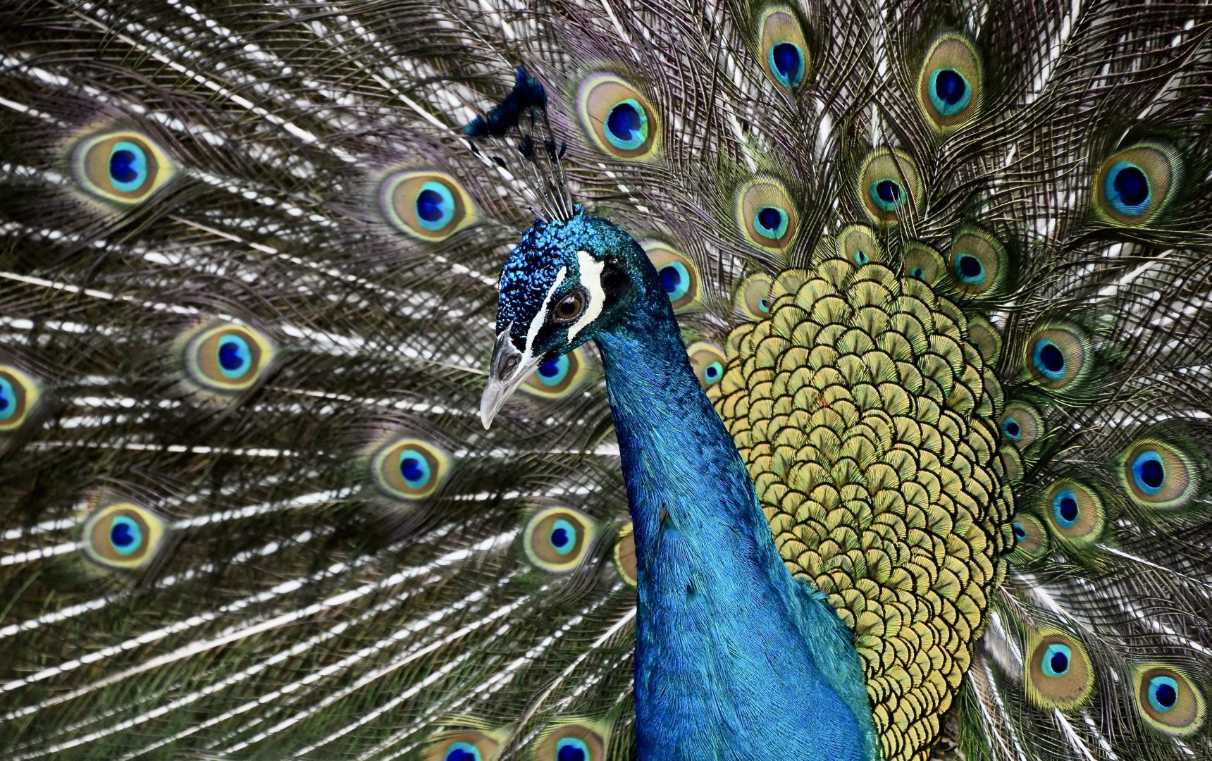 Indian Peafowl (Pavo cristatus) male