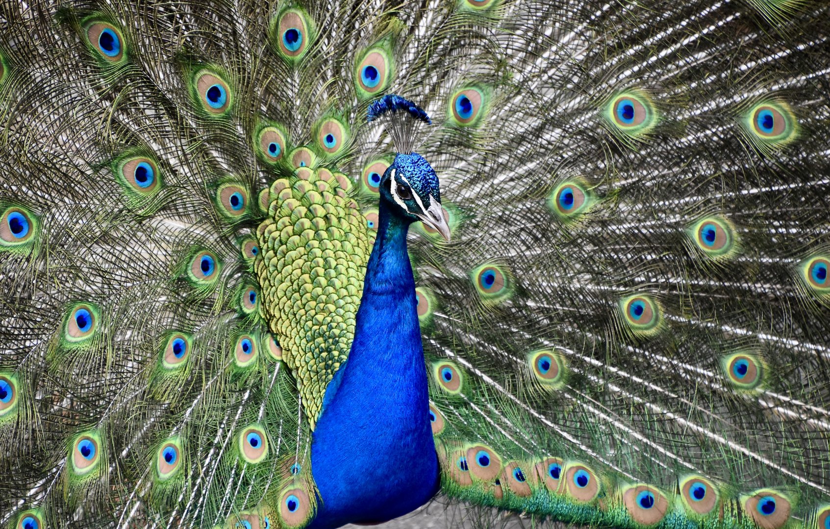 Indian Peafowl (Pavo cristatus) male