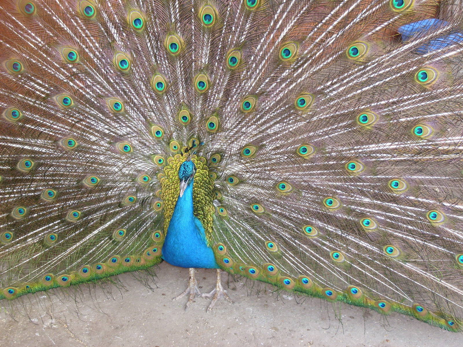 Indian peafowl/Pavo cristatus