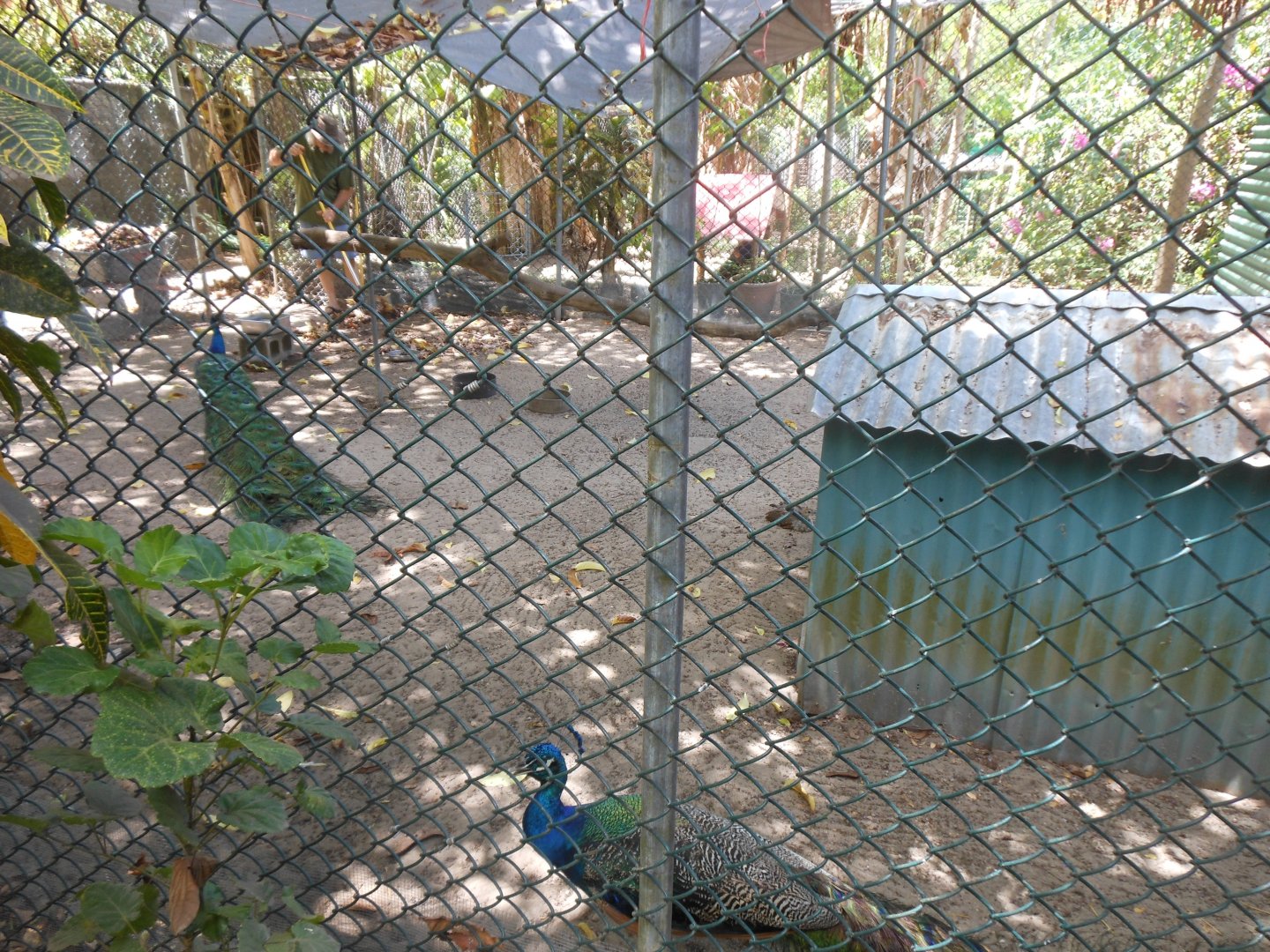 Indian peafowl (Pavo cristatus)