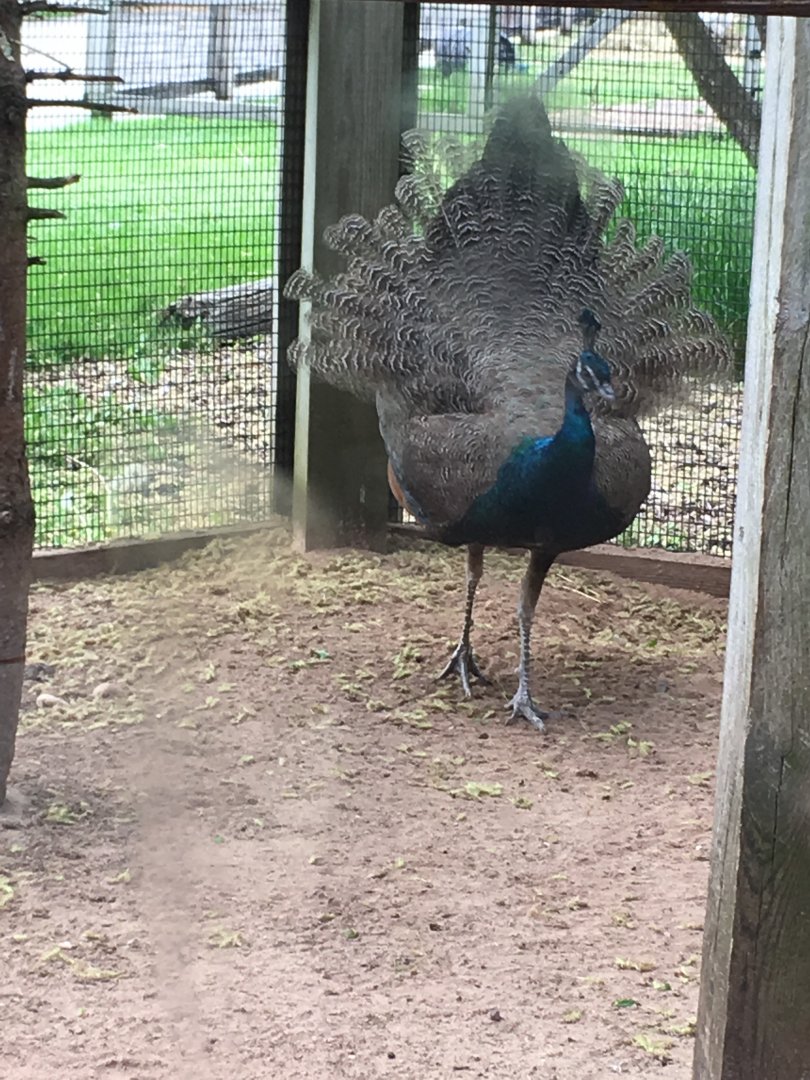 Indian Peafowl (Pavo cristatus)