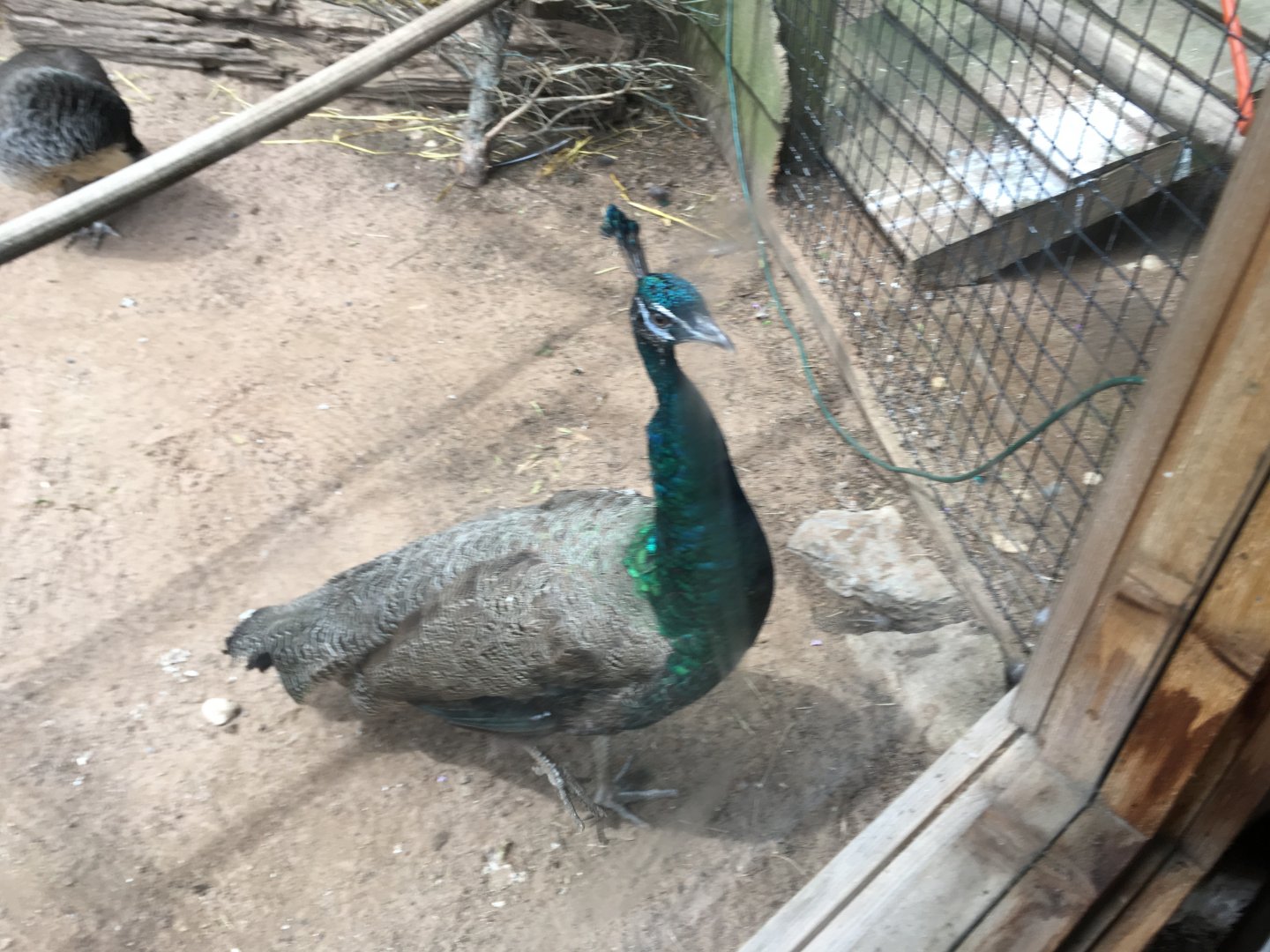 Indian Peafowl (Pavo cristatus)