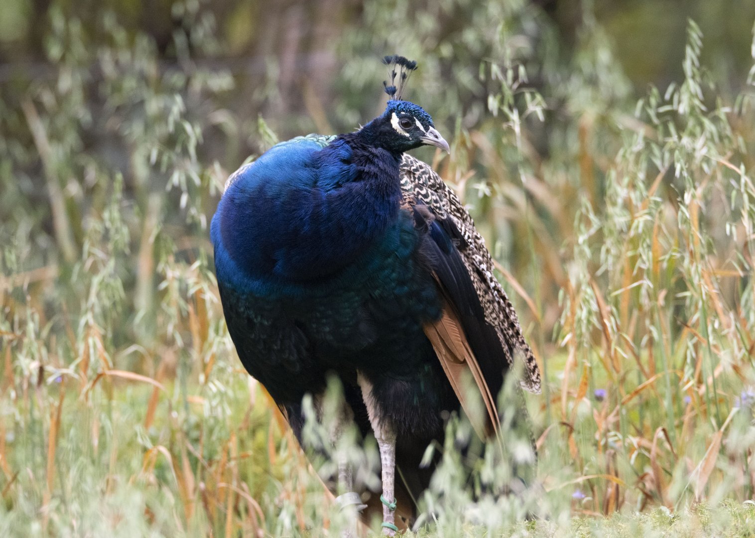 Indian peafowl (Pavo cristatus)